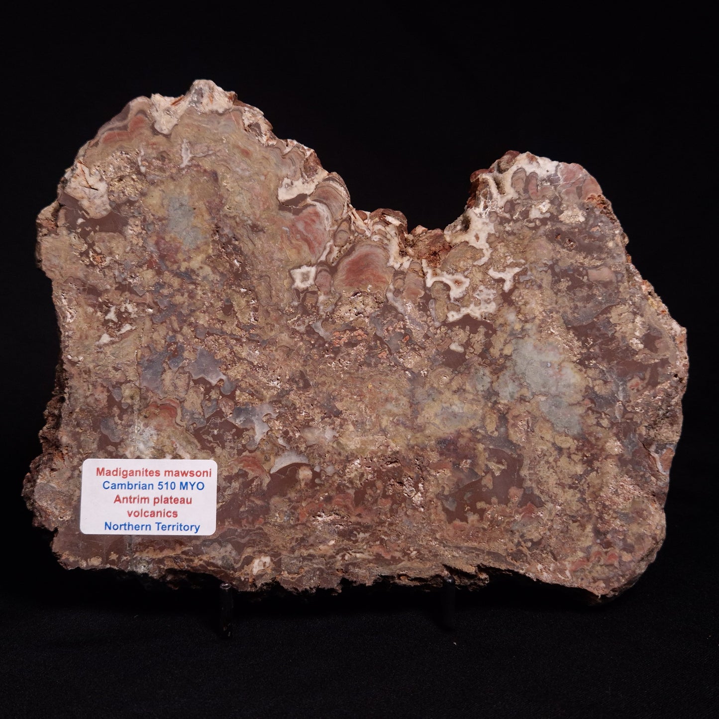 MADIGANITES MAWSONI STROMATOLITE, Cambrian, Australia ZMM023