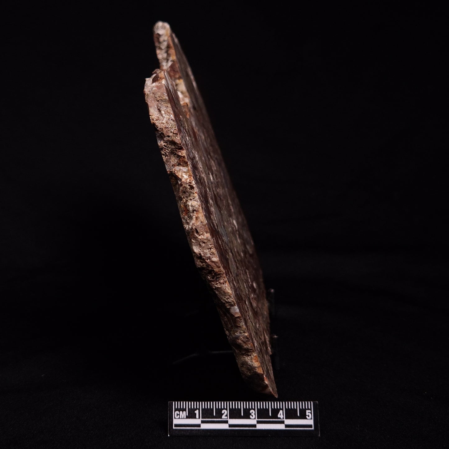 MADIGANITES MAWSONI STROMATOLITE, Cambrian, Australia ZMM023