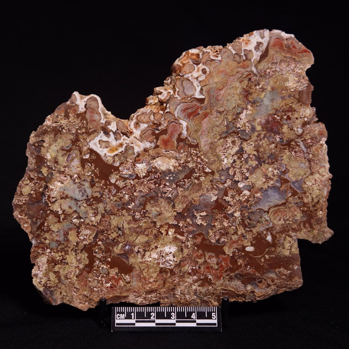 MADIGANITES MAWSONI STROMATOLITE, Cambrian, Australia ZMM024