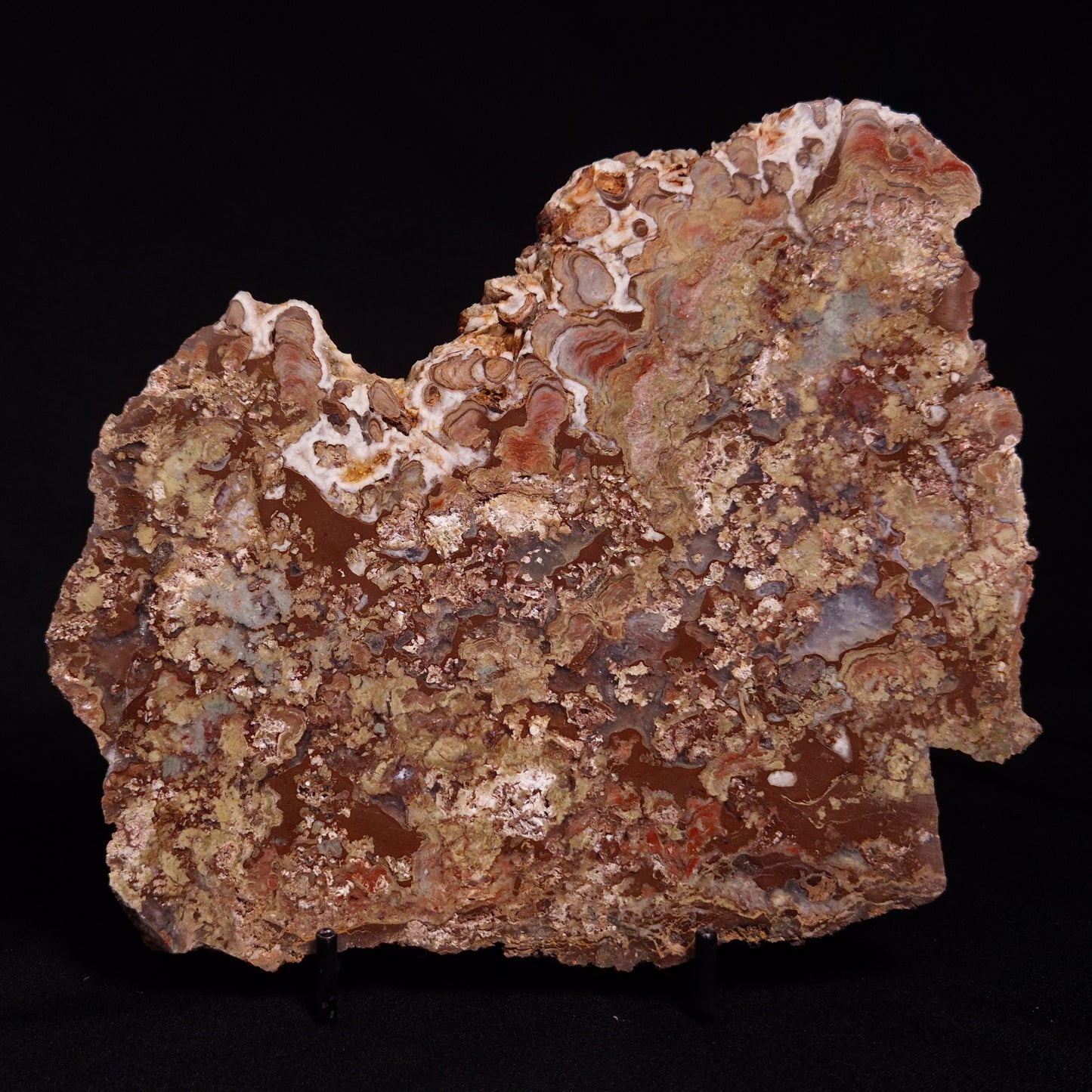 MADIGANITES MAWSONI STROMATOLITE, Cambrian, Australia ZMM024