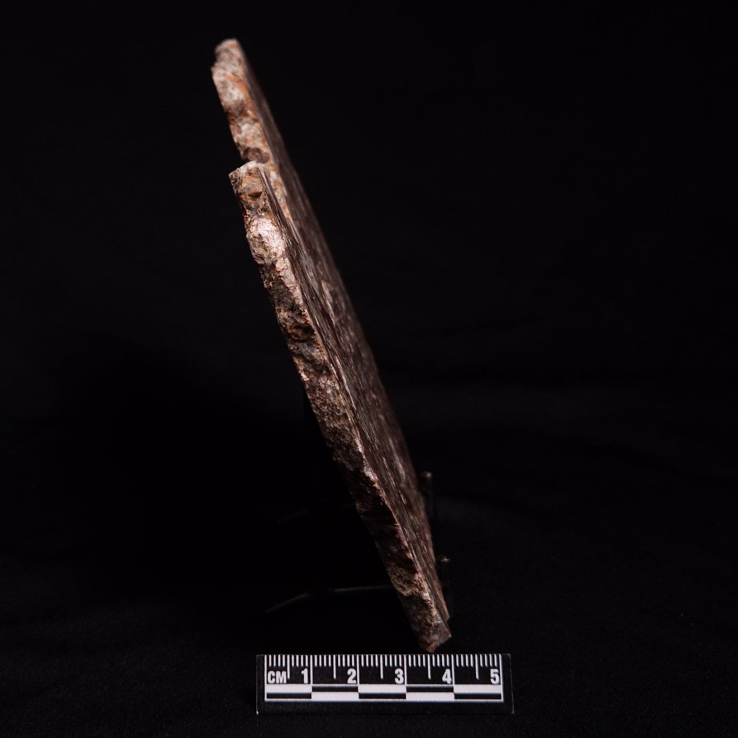 MADIGANITES MAWSONI STROMATOLITE, Cambrian, Australia ZMM024