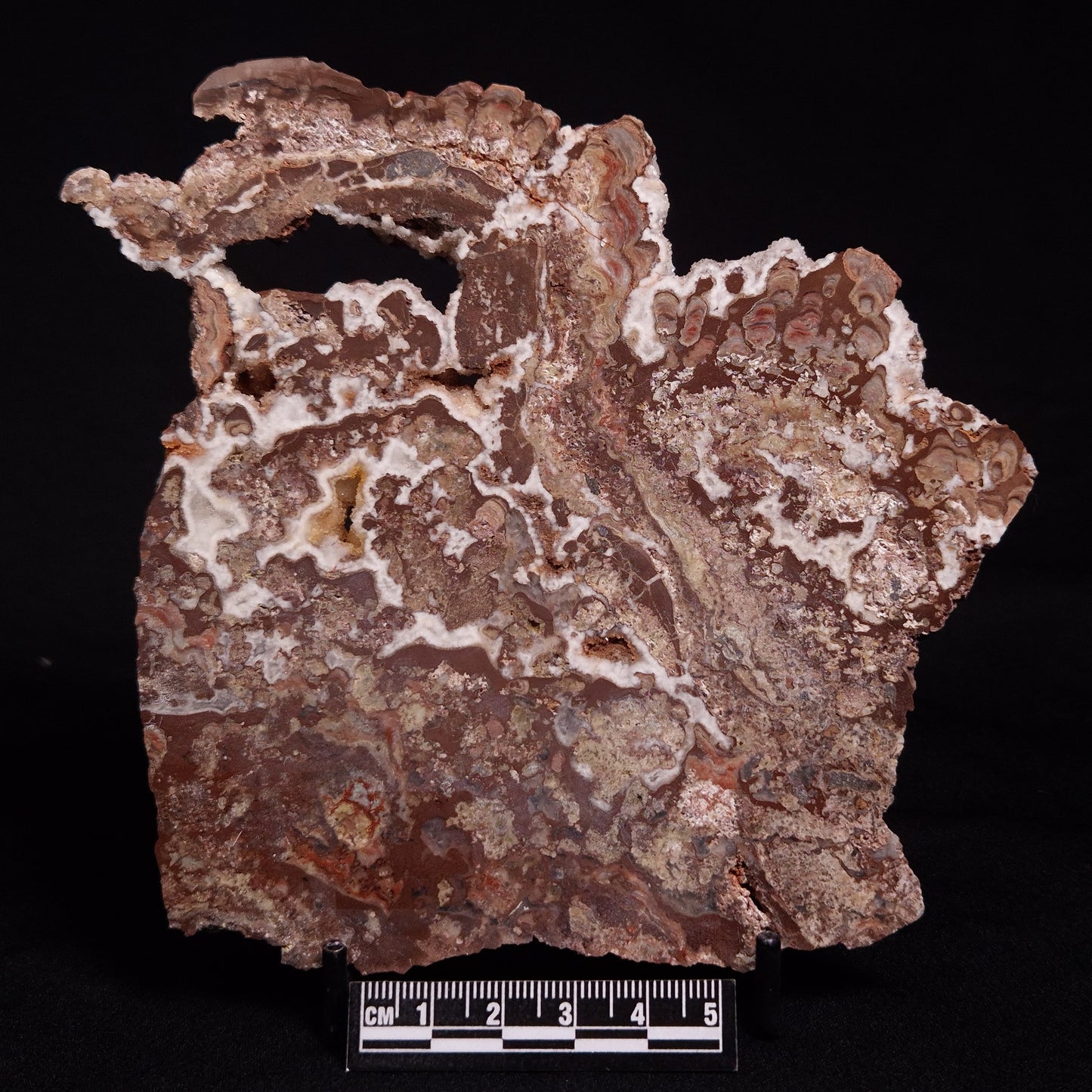 MADIGANITES MAWSONI STROMATOLITE, Cambrian, Australia ZMM026
