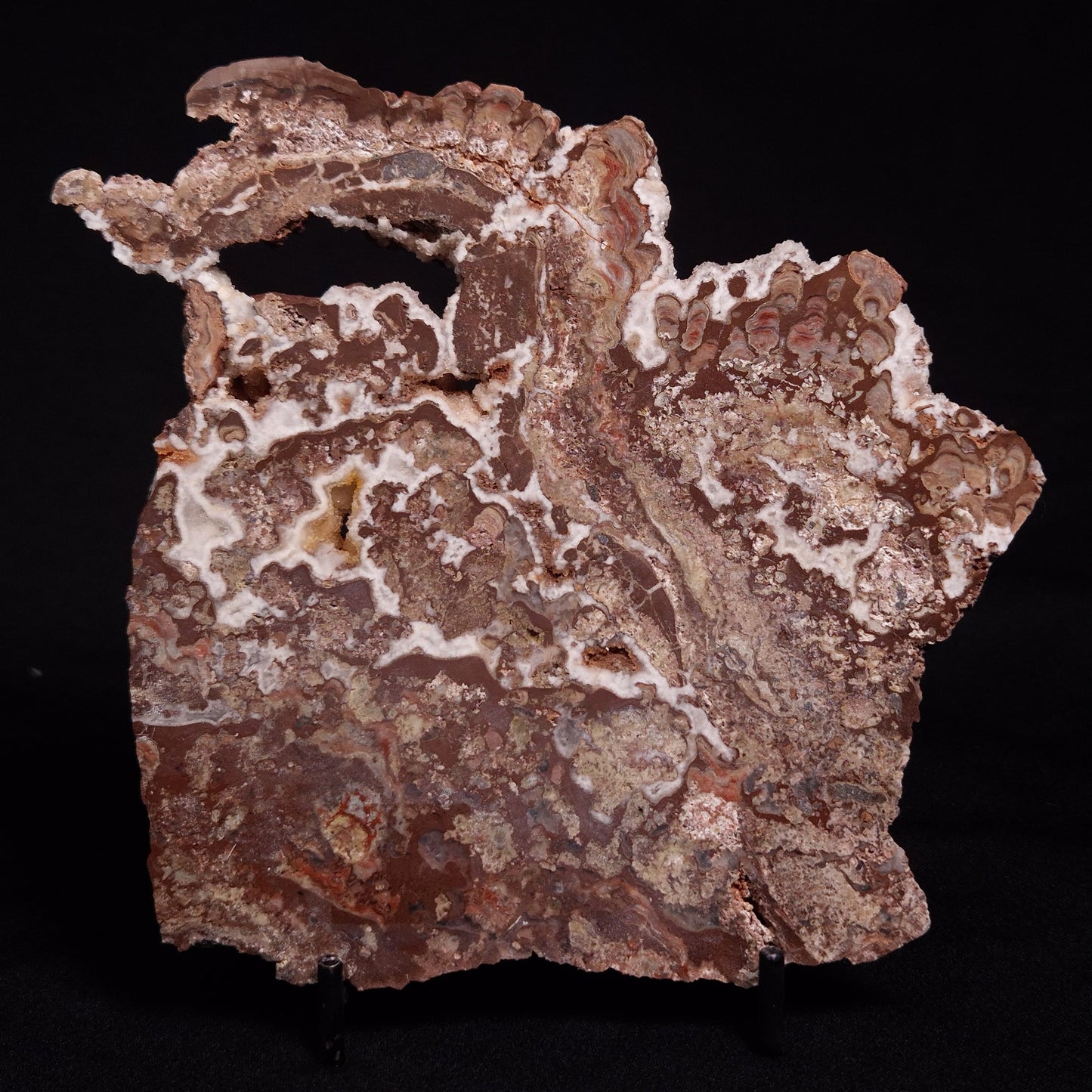 MADIGANITES MAWSONI STROMATOLITE, Cambrian, Australia ZMM026
