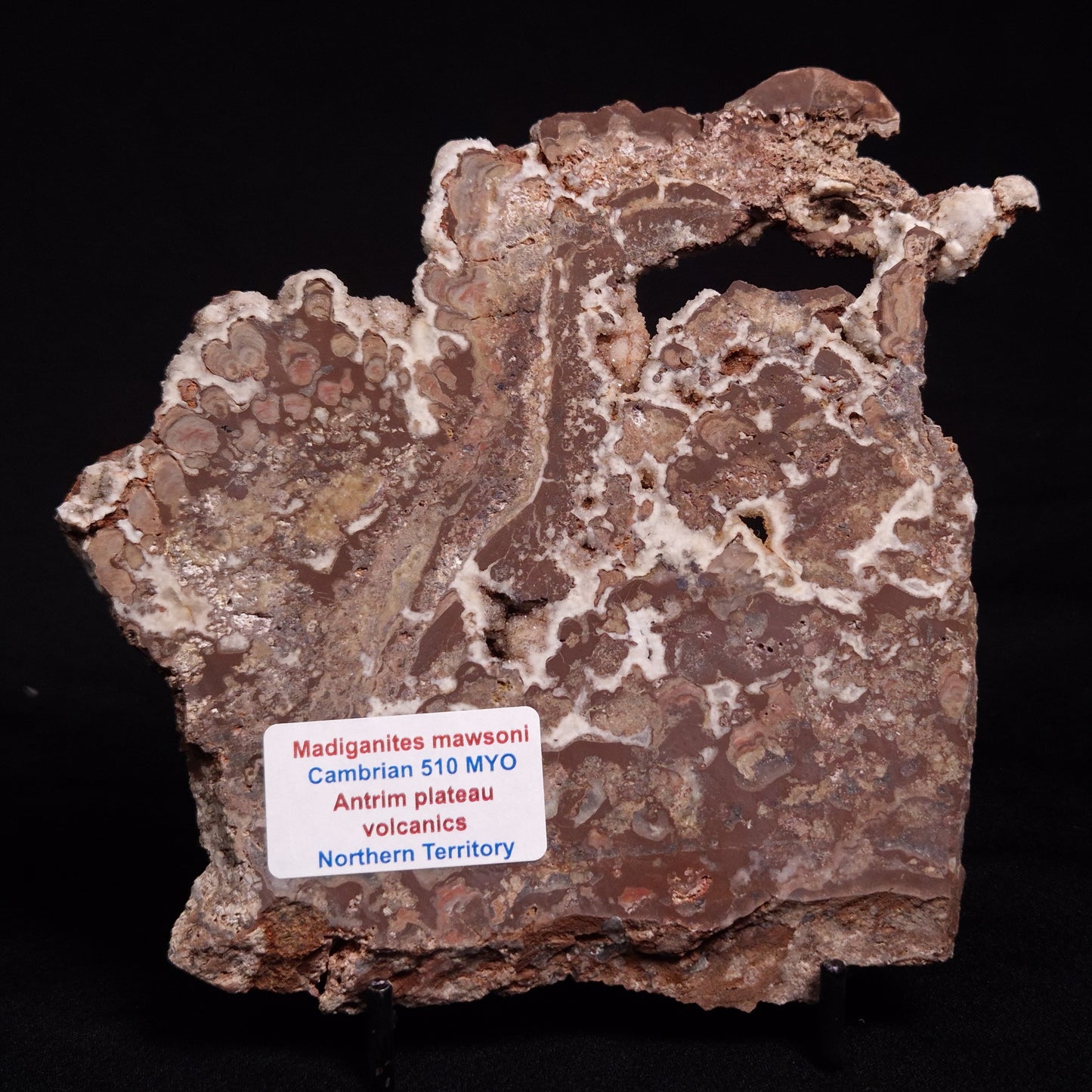 MADIGANITES MAWSONI STROMATOLITE, Cambrian, Australia ZMM026
