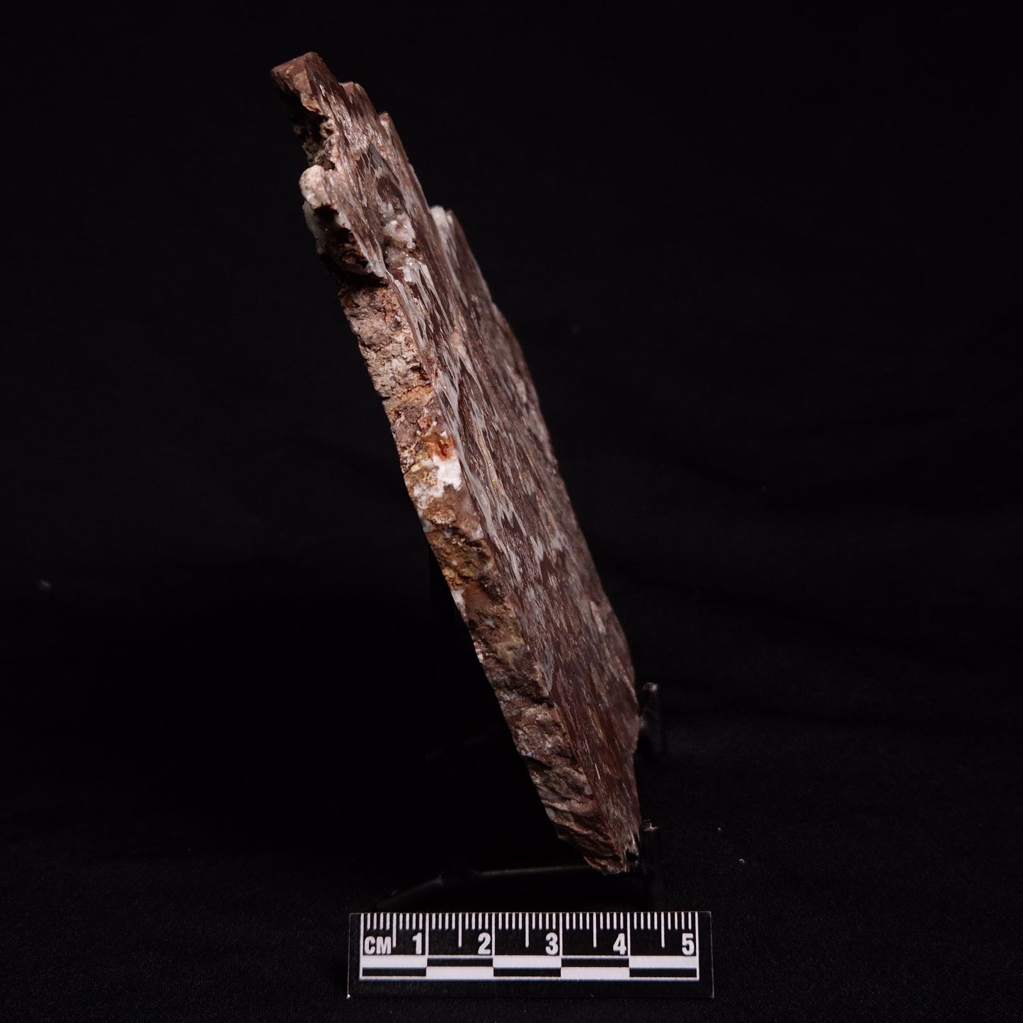MADIGANITES MAWSONI STROMATOLITE, Cambrian, Australia ZMM026