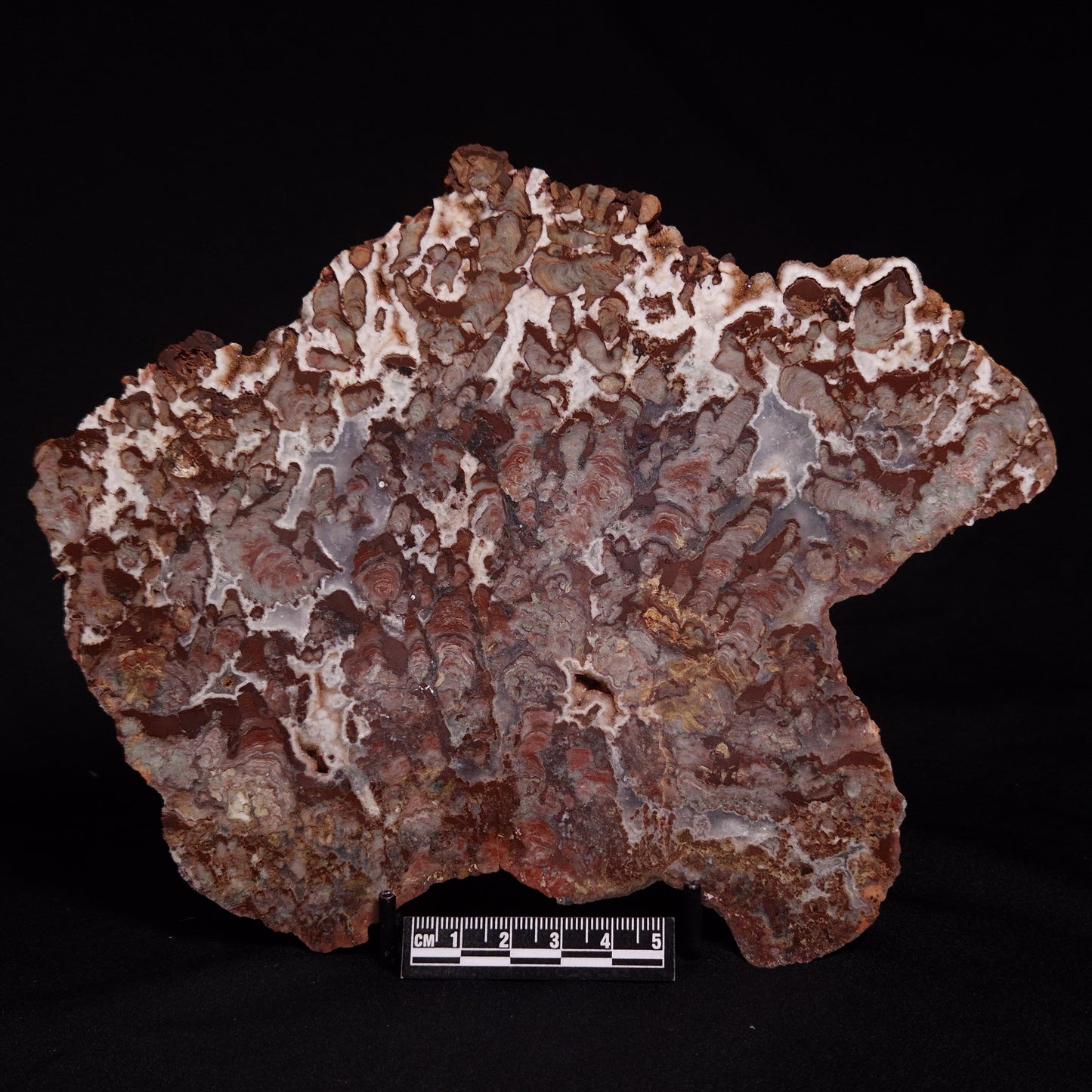 MADIGANITES MAWSONI STROMATOLITE, Cambrian, Australia ZMM027
