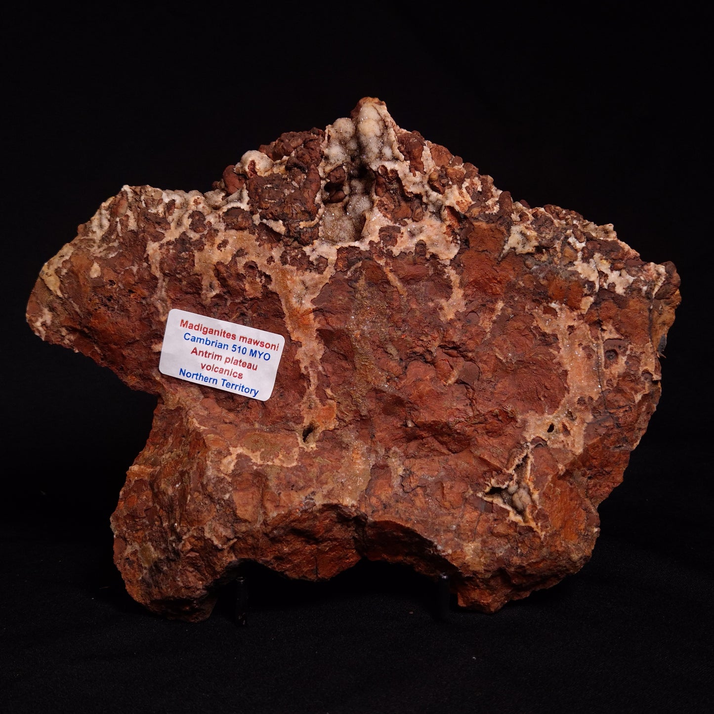 MADIGANITES MAWSONI STROMATOLITE, Cambrian, Australia ZMM027