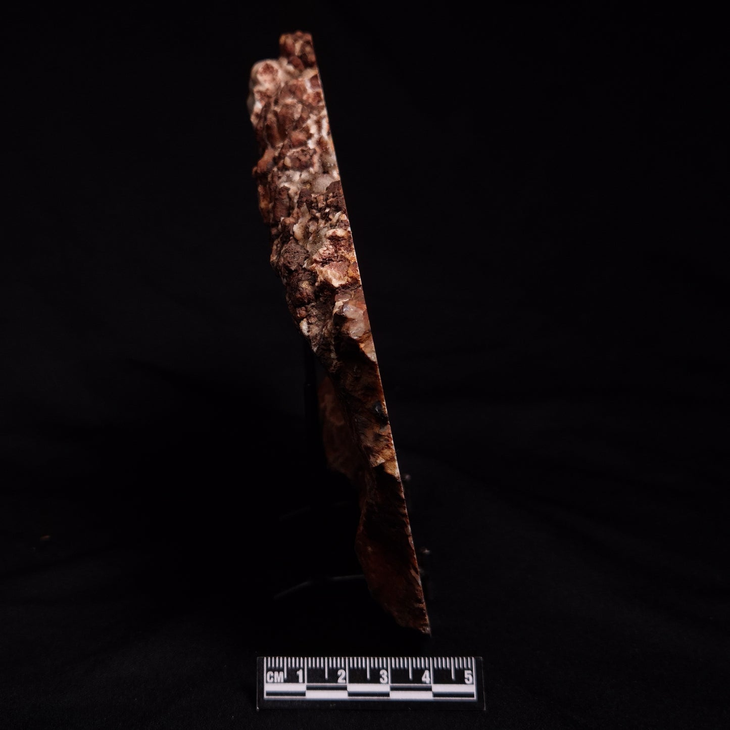 MADIGANITES MAWSONI STROMATOLITE, Cambrian, Australia ZMM027