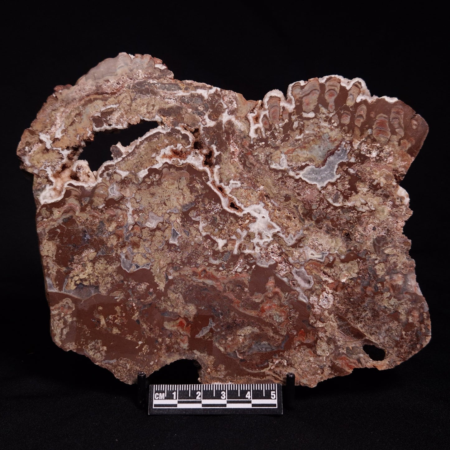 MADIGANITES MAWSONI STROMATOLITE, Cambrian, Australia ZMM028