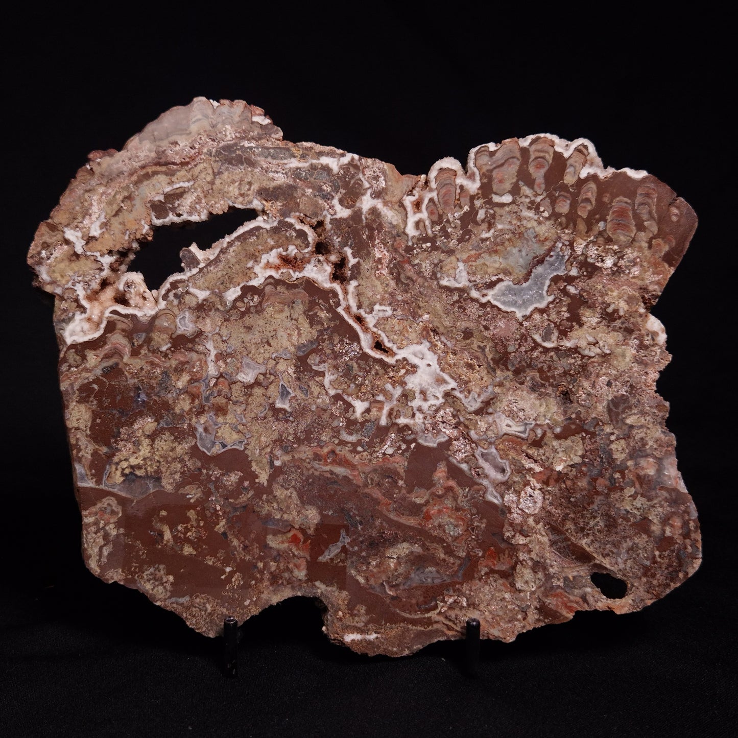 MADIGANITES MAWSONI STROMATOLITE, Cambrian, Australia ZMM028