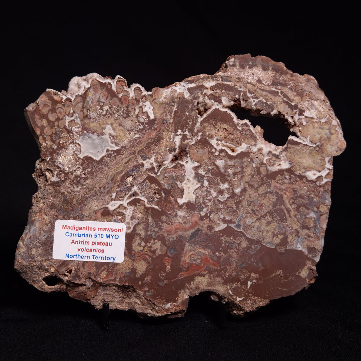 MADIGANITES MAWSONI STROMATOLITE, Cambrian, Australia ZMM028