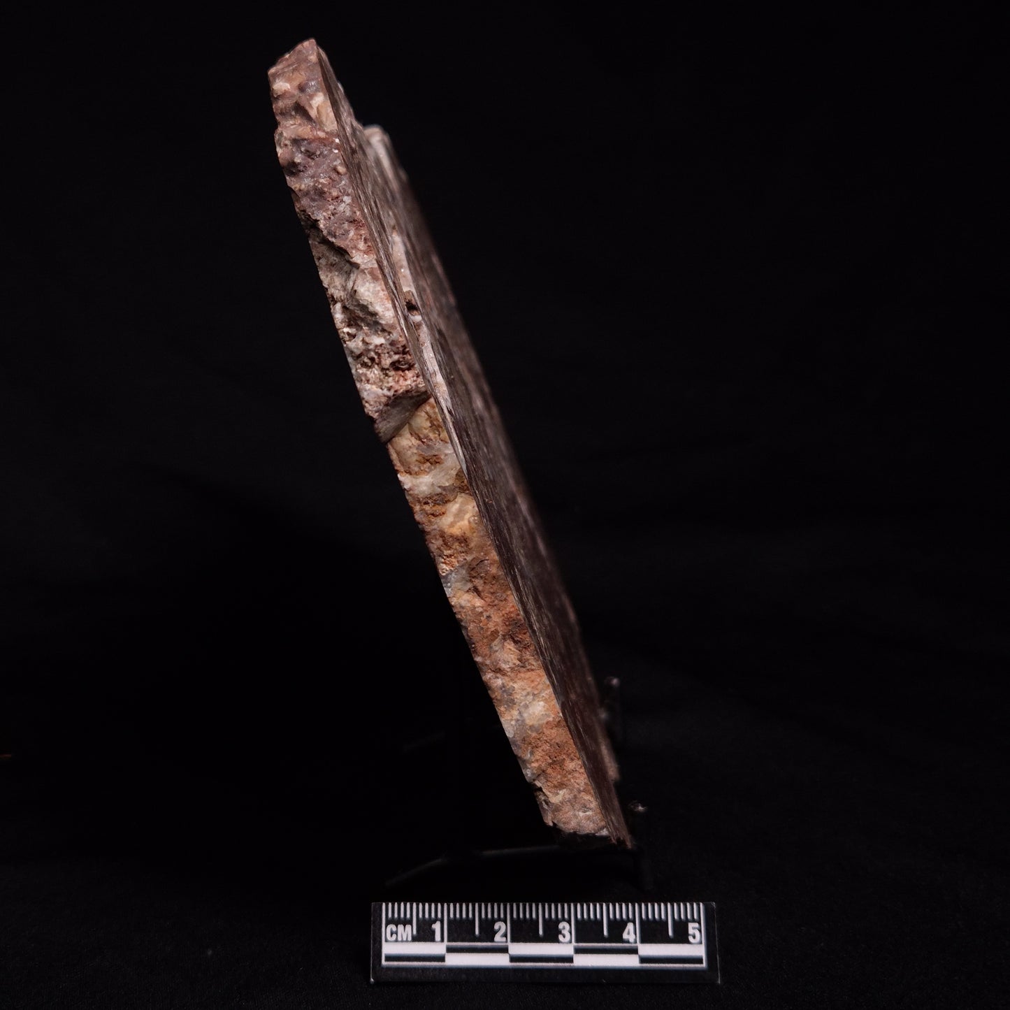 MADIGANITES MAWSONI STROMATOLITE, Cambrian, Australia ZMM028