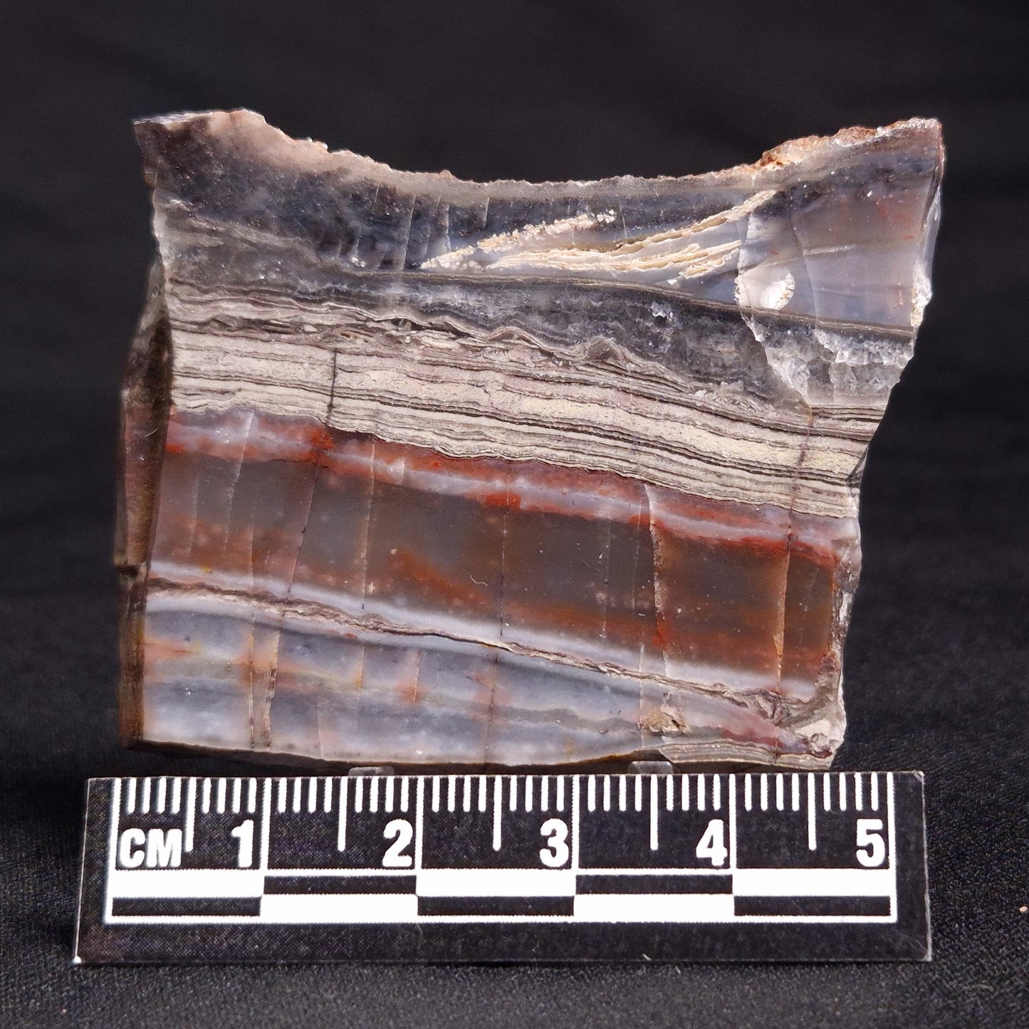 STROMATOLITE, Jerrinah Formation, Proterozoic, Australia ZJF036