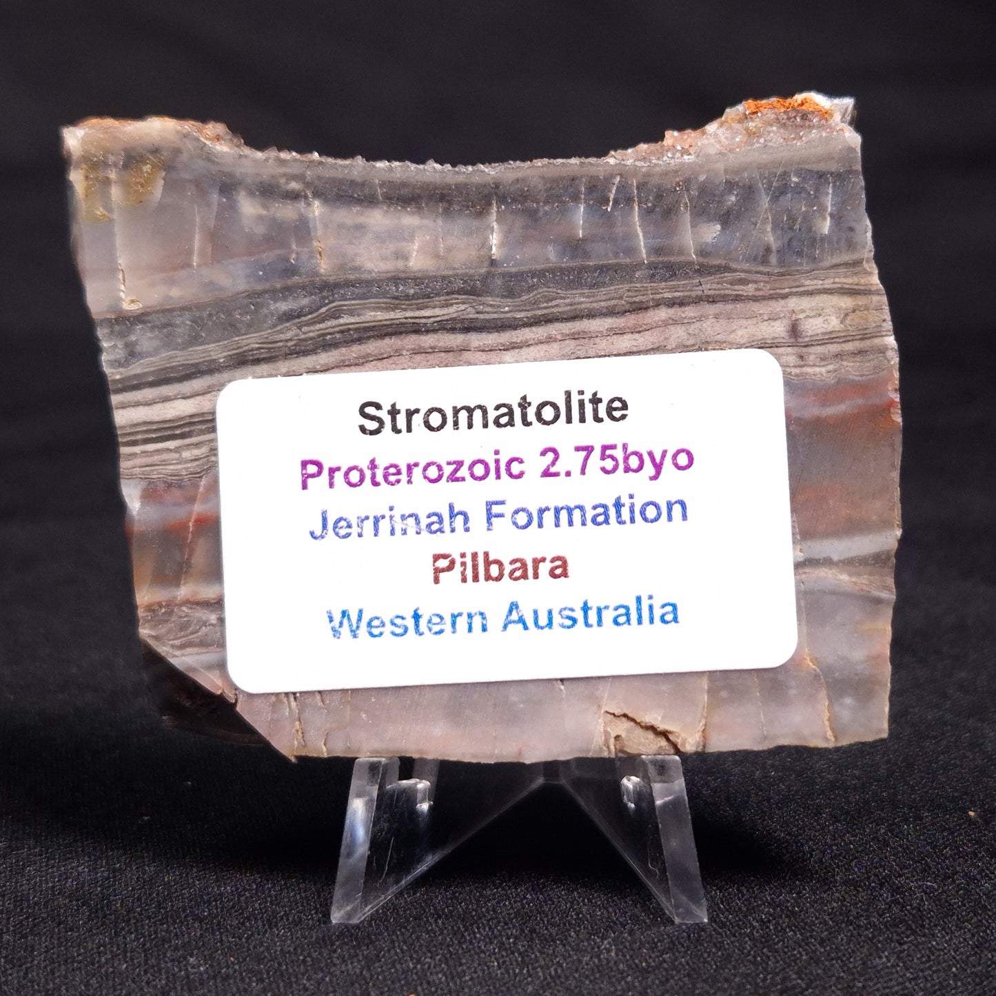 STROMATOLITE, Jerrinah Formation, Proterozoic, Australia ZJF036