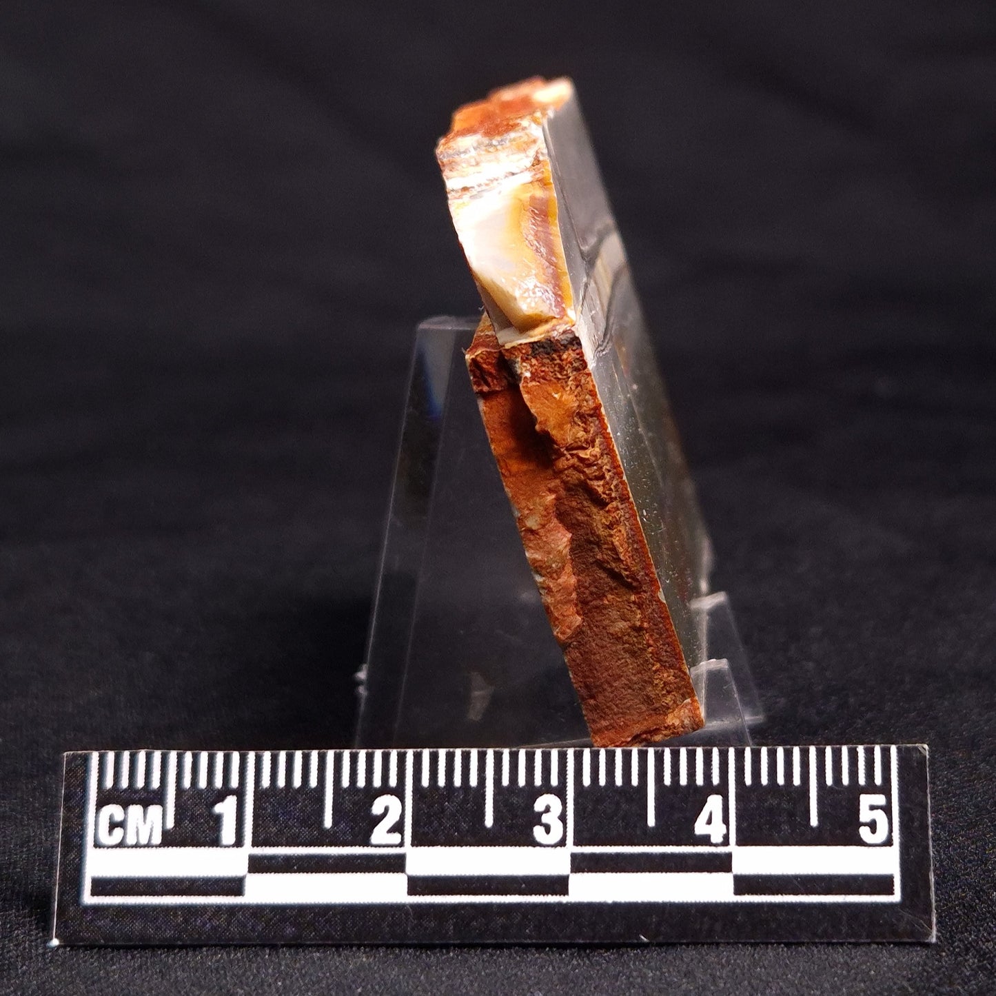 STROMATOLITE, Jerrinah Formation, Proterozoic, Australia ZJF037