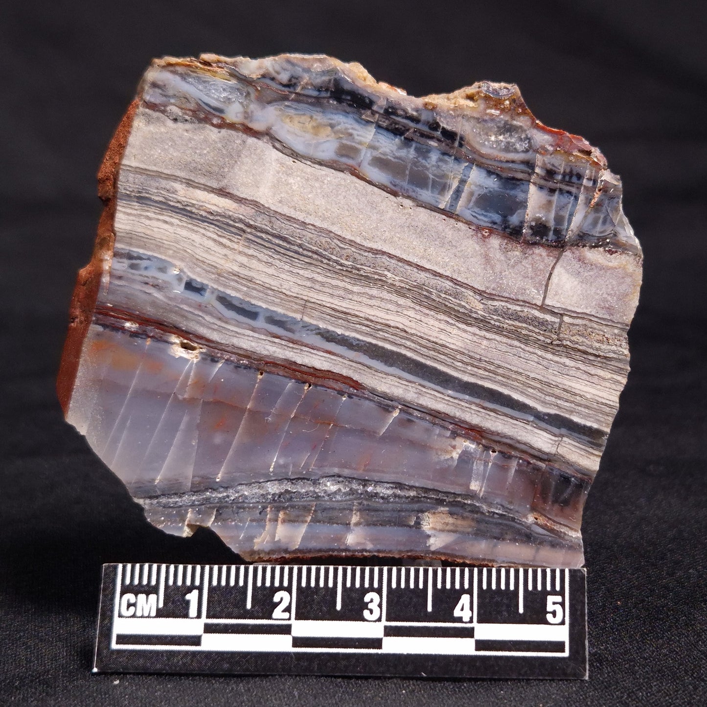 STROMATOLITE, Jerrinah Formation, Proterozoic, Australia ZJF038