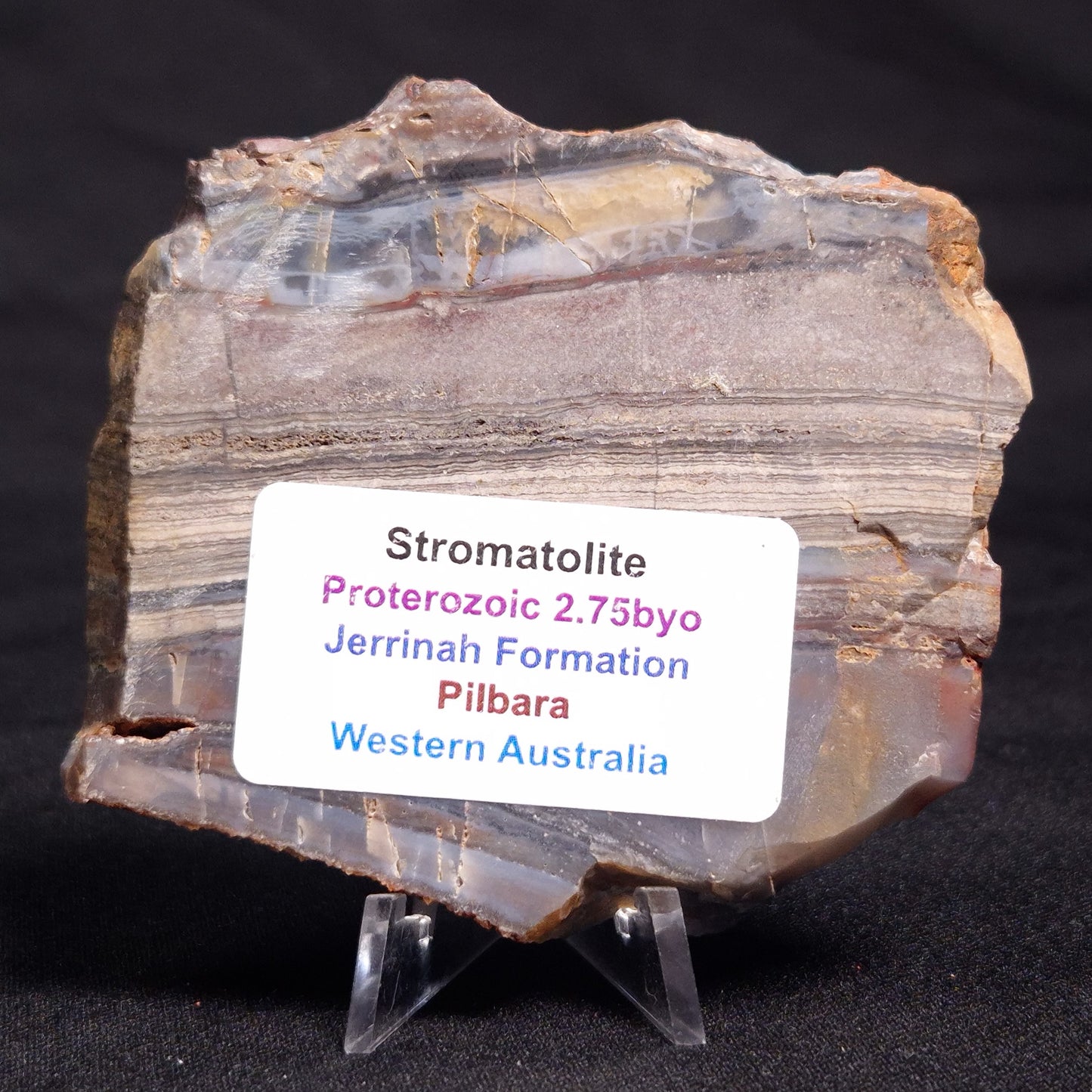 STROMATOLITE, Jerrinah Formation, Proterozoic, Australia ZJF038