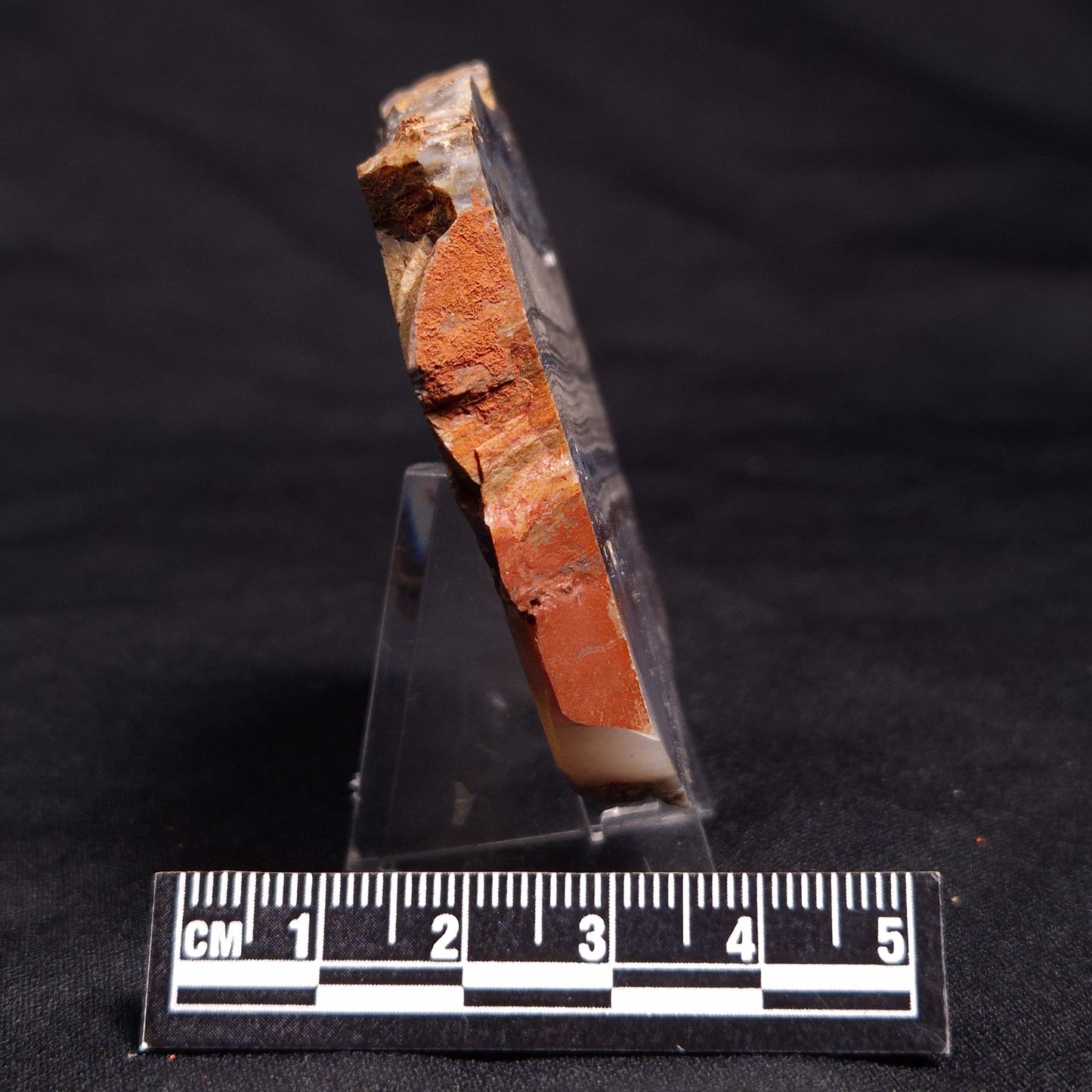 STROMATOLITE, Jerrinah Formation, Proterozoic, Australia ZJF038