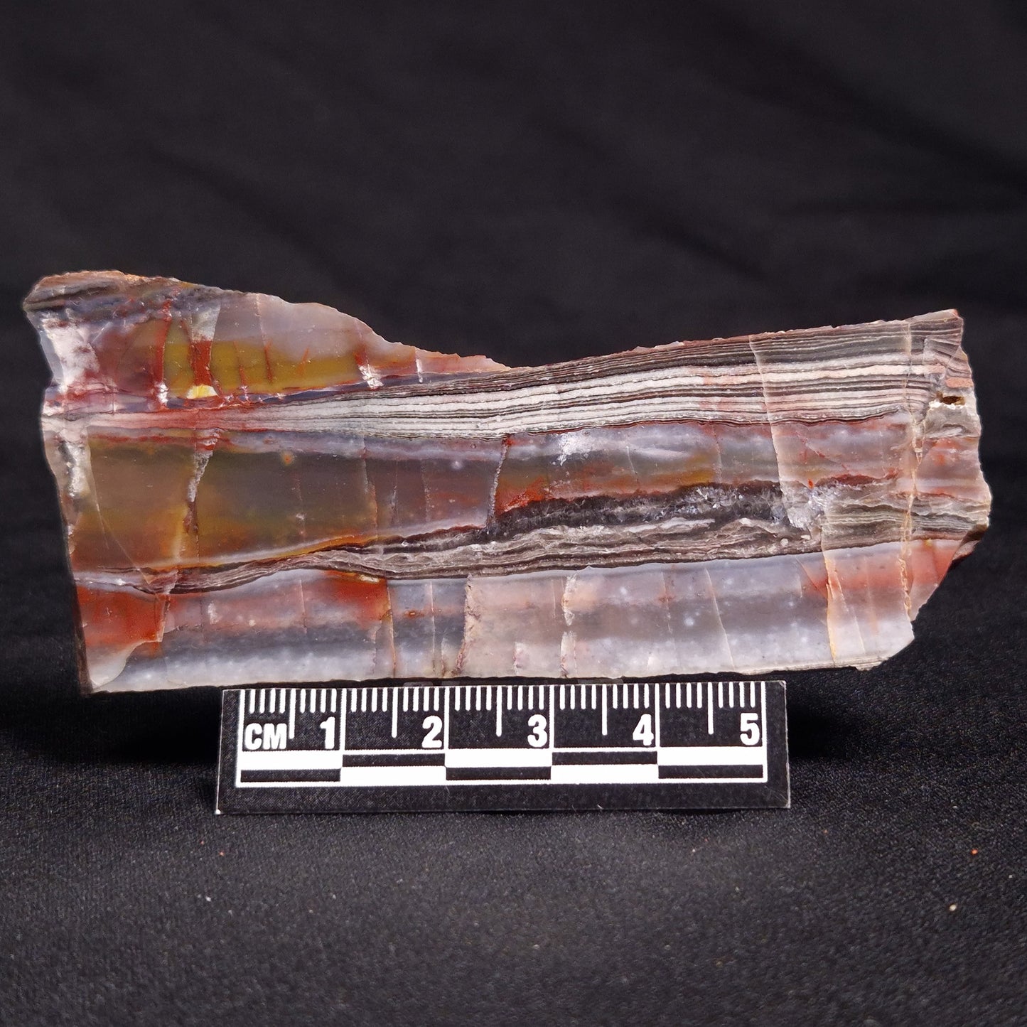 STROMATOLITE, Jerrinah Formation, Proterozoic, Australia ZJF039