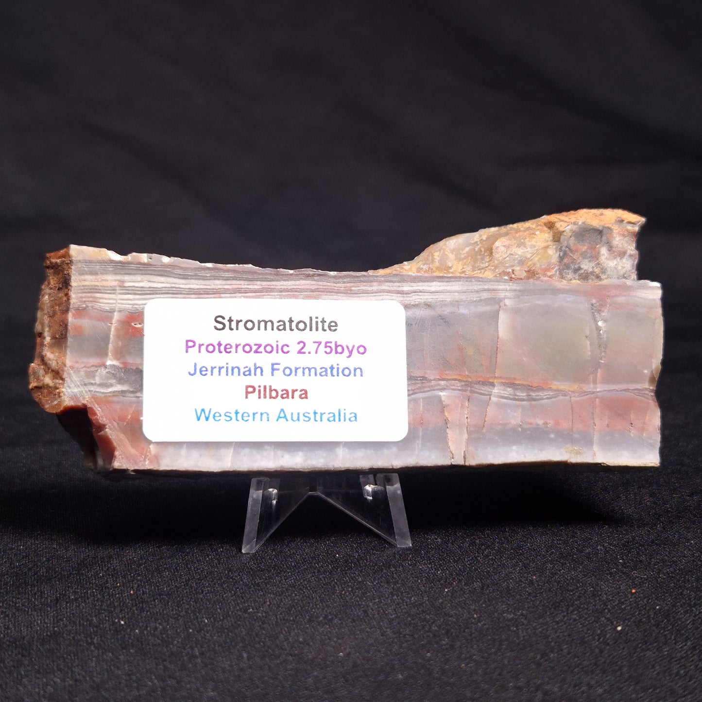 STROMATOLITE, Jerrinah Formation, Proterozoic, Australia ZJF039