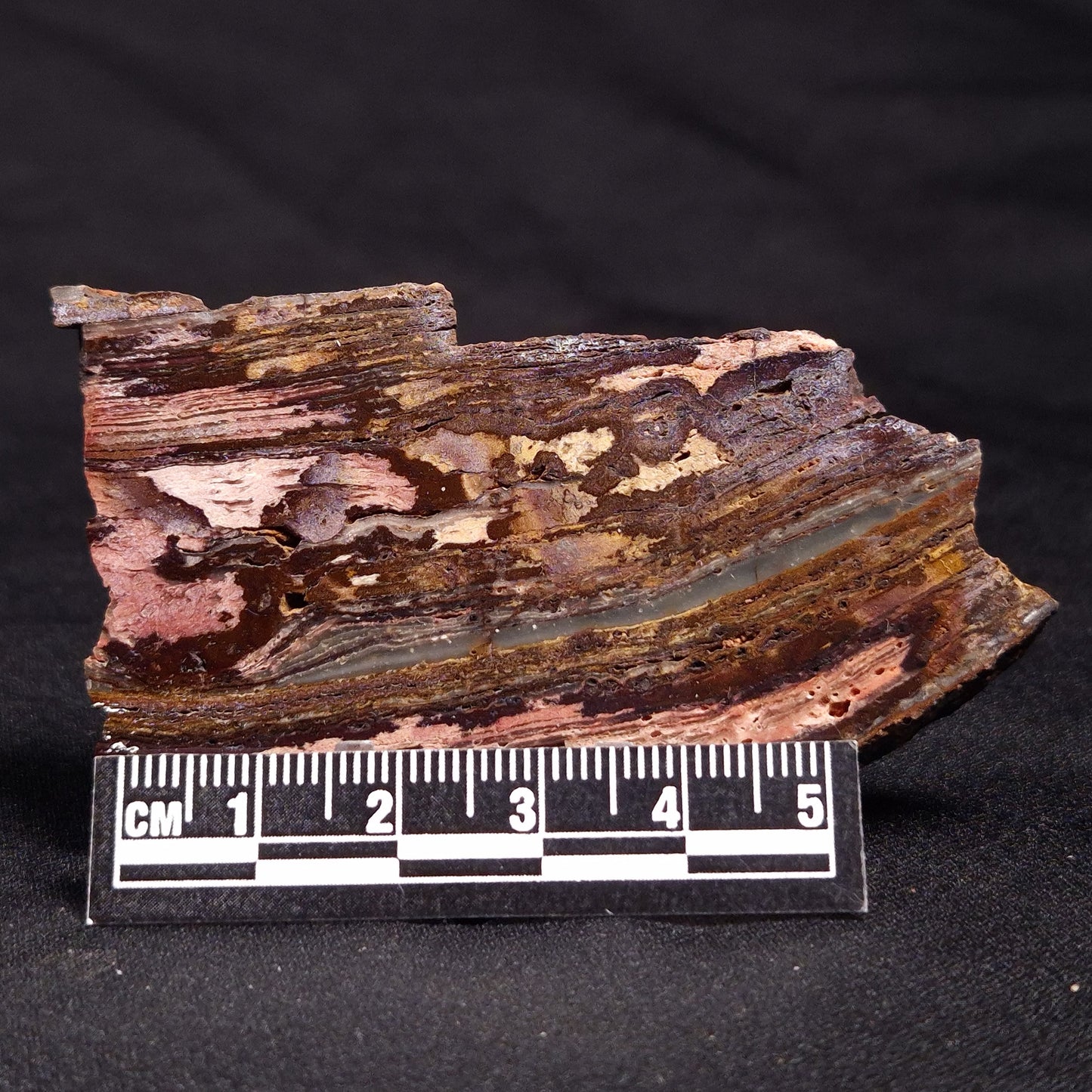 STROMATOLITE, Jerrinah Formation, Proterozoic, Australia ZJF040