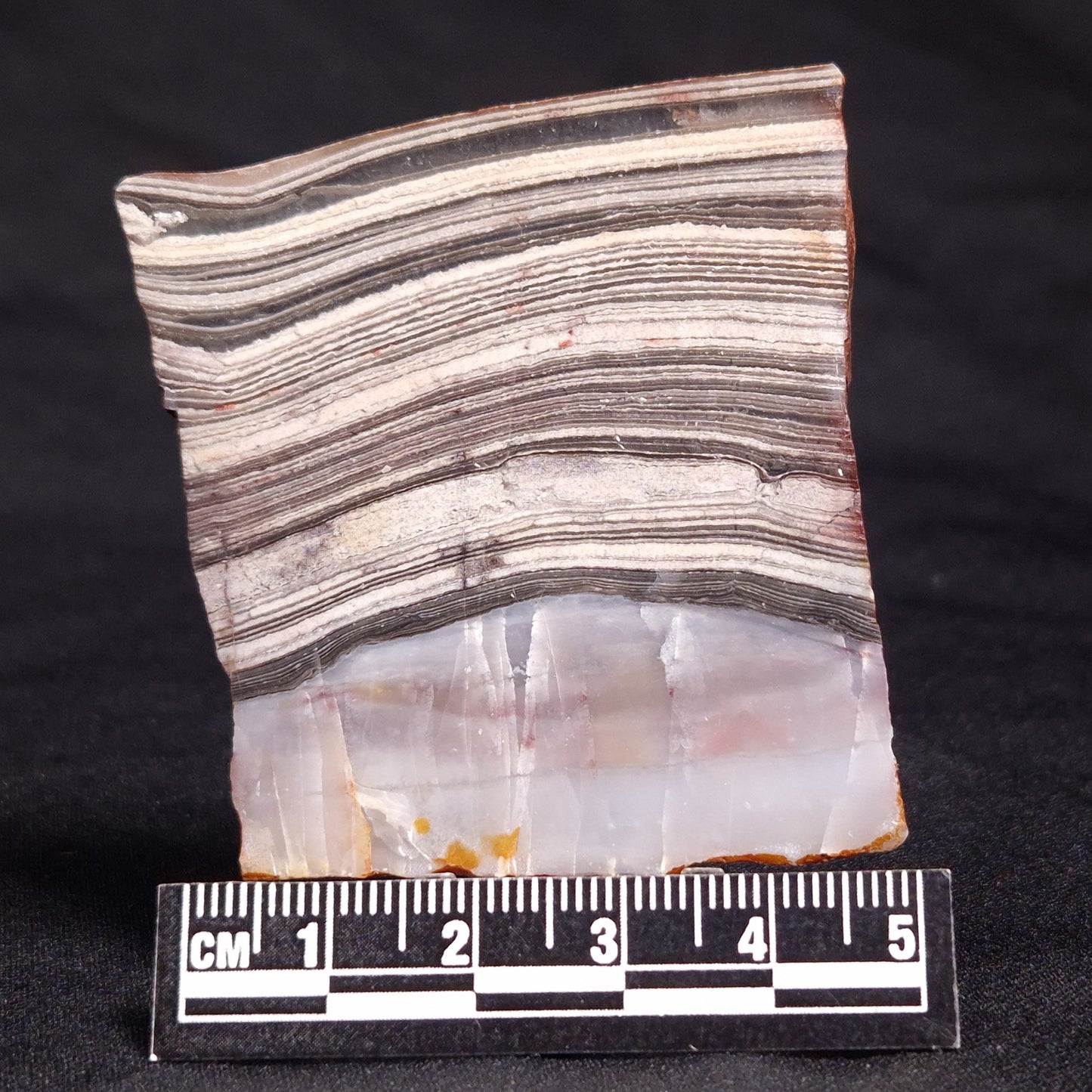 STROMATOLITE, Jerrinah Formation, Proterozoic, Australia ZJF041