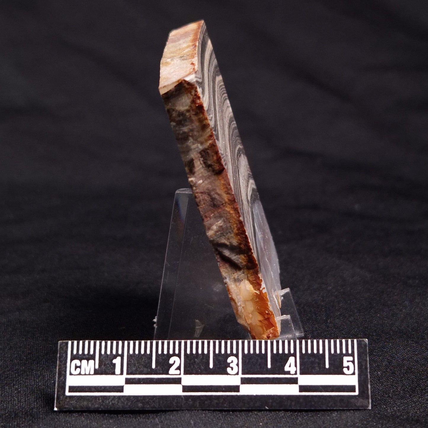 STROMATOLITE, Jerrinah Formation, Proterozoic, Australia ZJF041