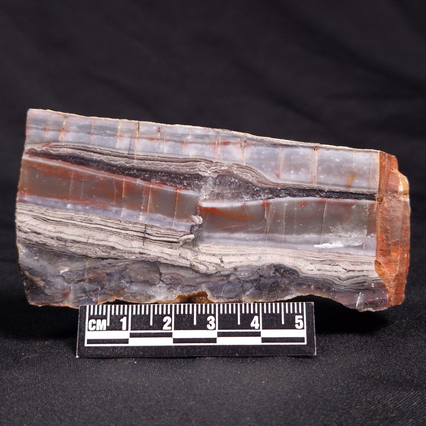 STROMATOLITE, Jerrinah Formation, Proterozoic, Australia ZJF042