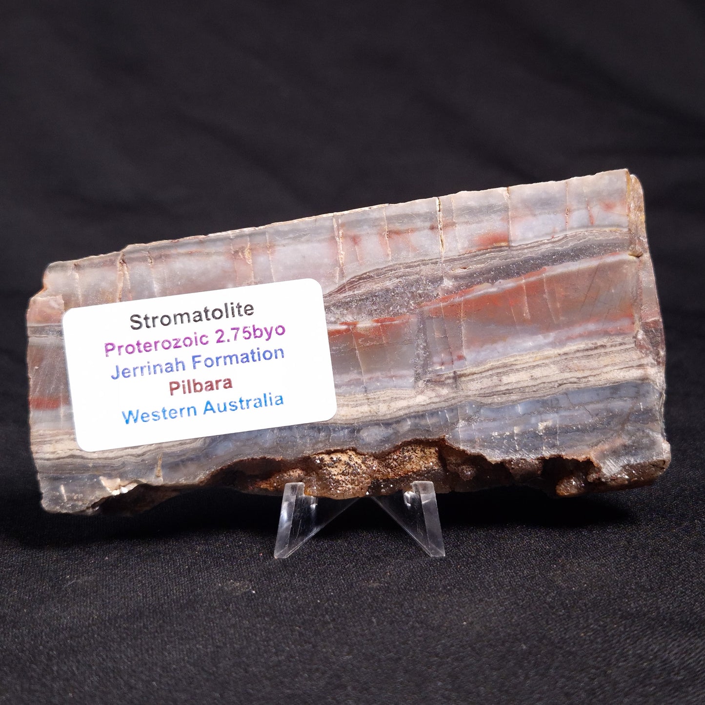 STROMATOLITE, Jerrinah Formation, Proterozoic, Australia ZJF042