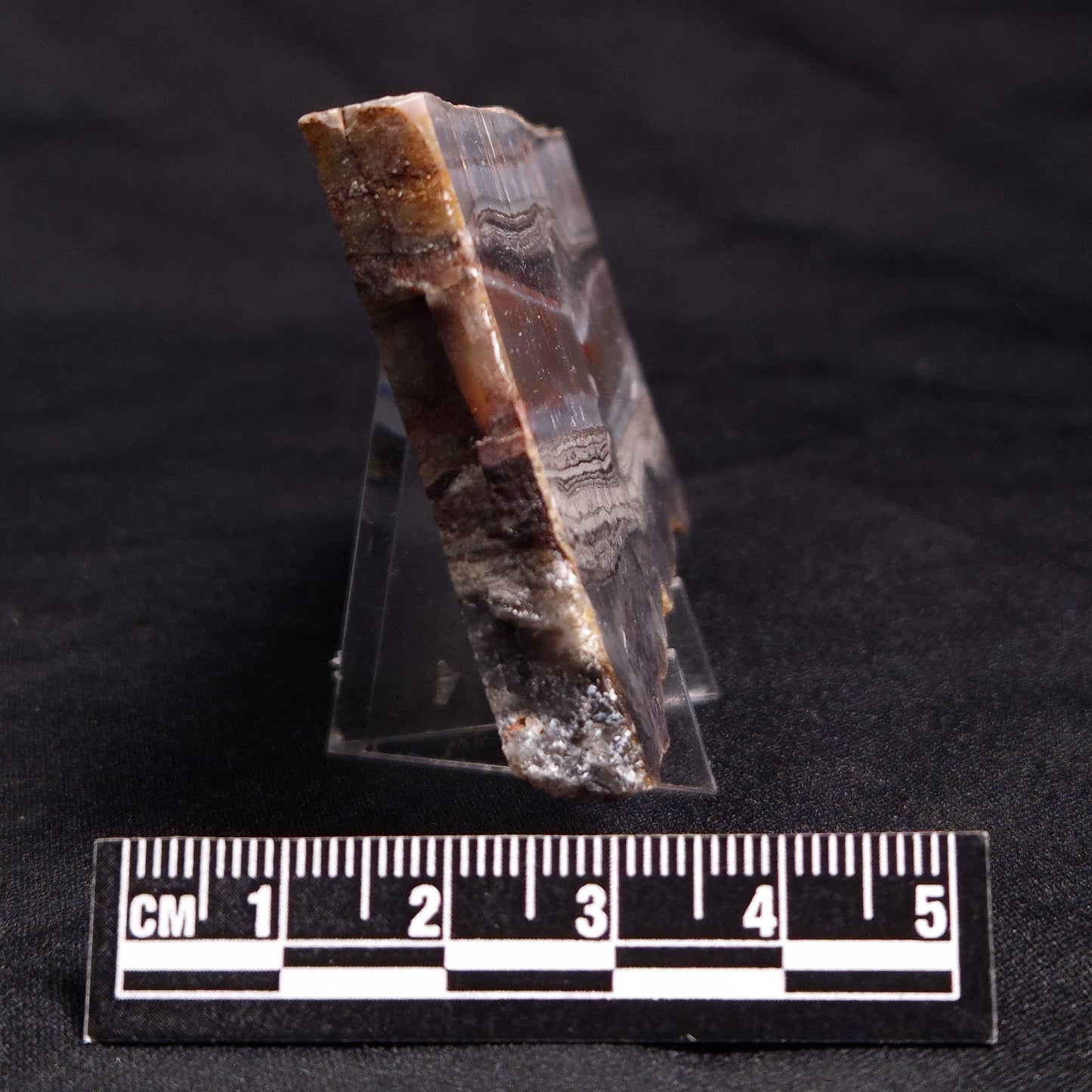 STROMATOLITE, Jerrinah Formation, Proterozoic, Australia ZJF042