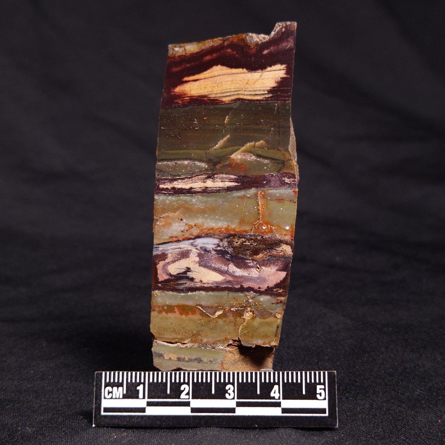 STROMATOLITE, Jerrinah Formation, Proterozoic, Australia ZJF043
