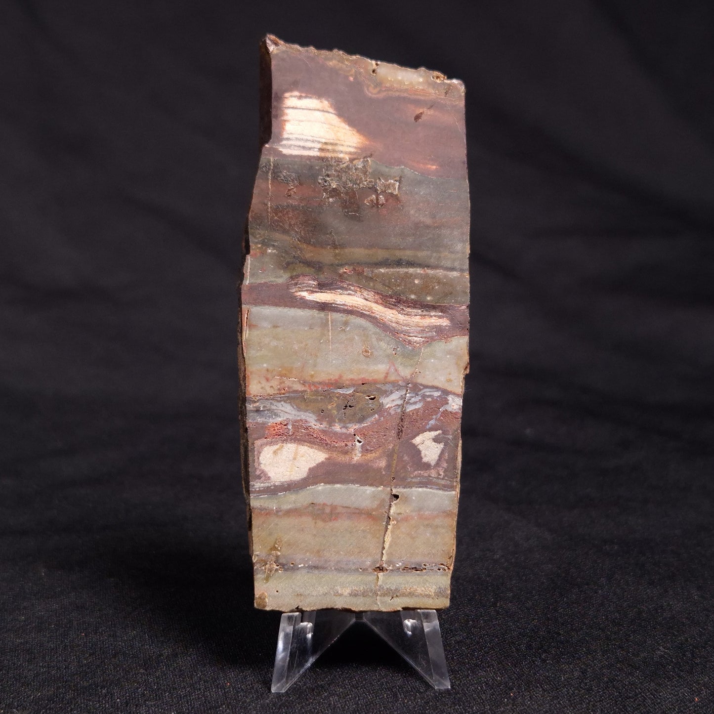 STROMATOLITE, Jerrinah Formation, Proterozoic, Australia ZJF043