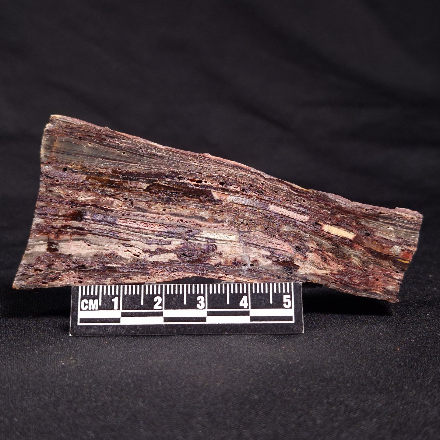 STROMATOLITE, Jerrinah Formation, Proterozoic, Australia ZJF044