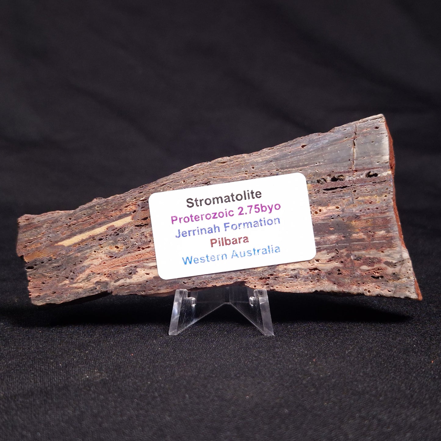 STROMATOLITE, Jerrinah Formation, Proterozoic, Australia ZJF044