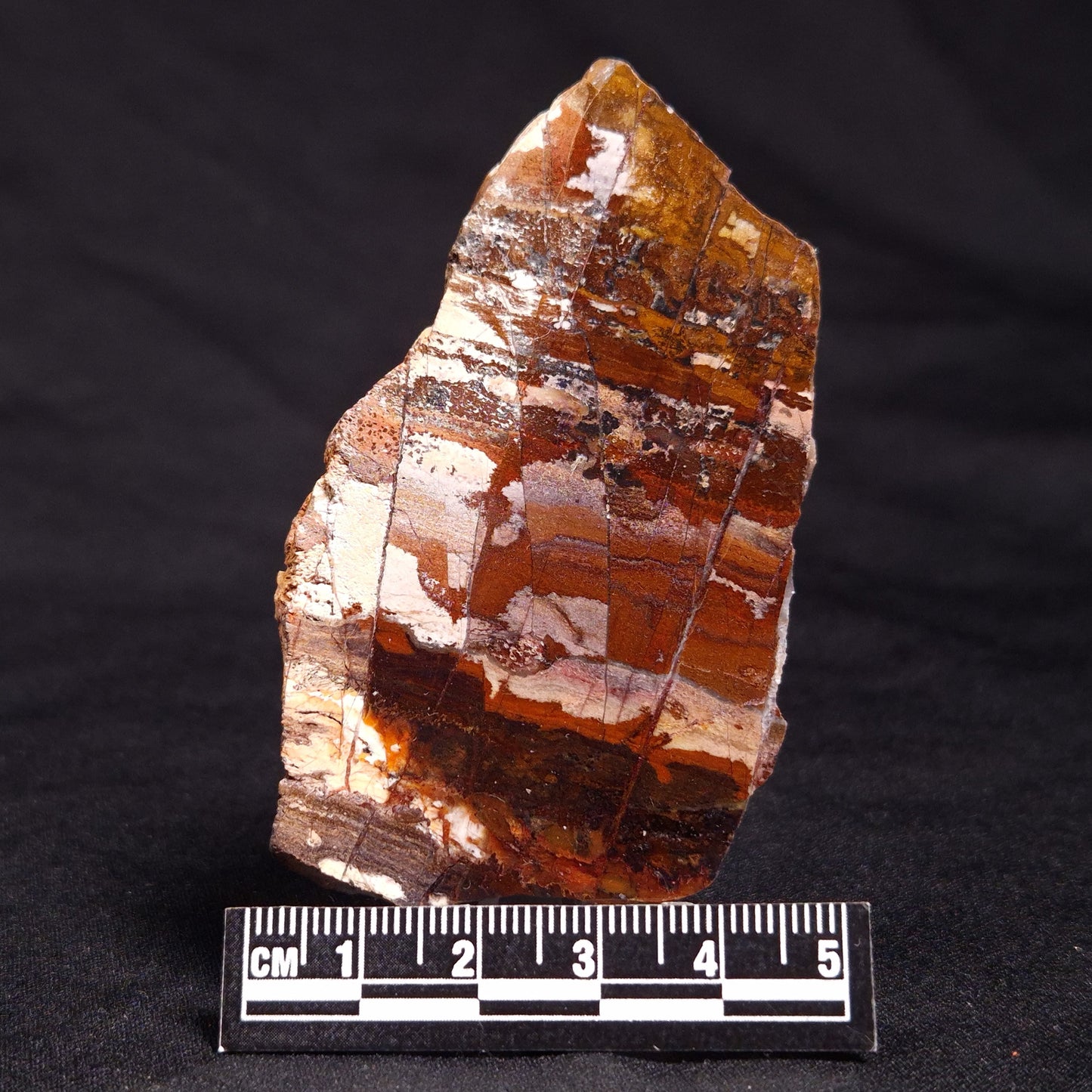 STROMATOLITE, Jerrinah Formation, Proterozoic, Australia ZJF046