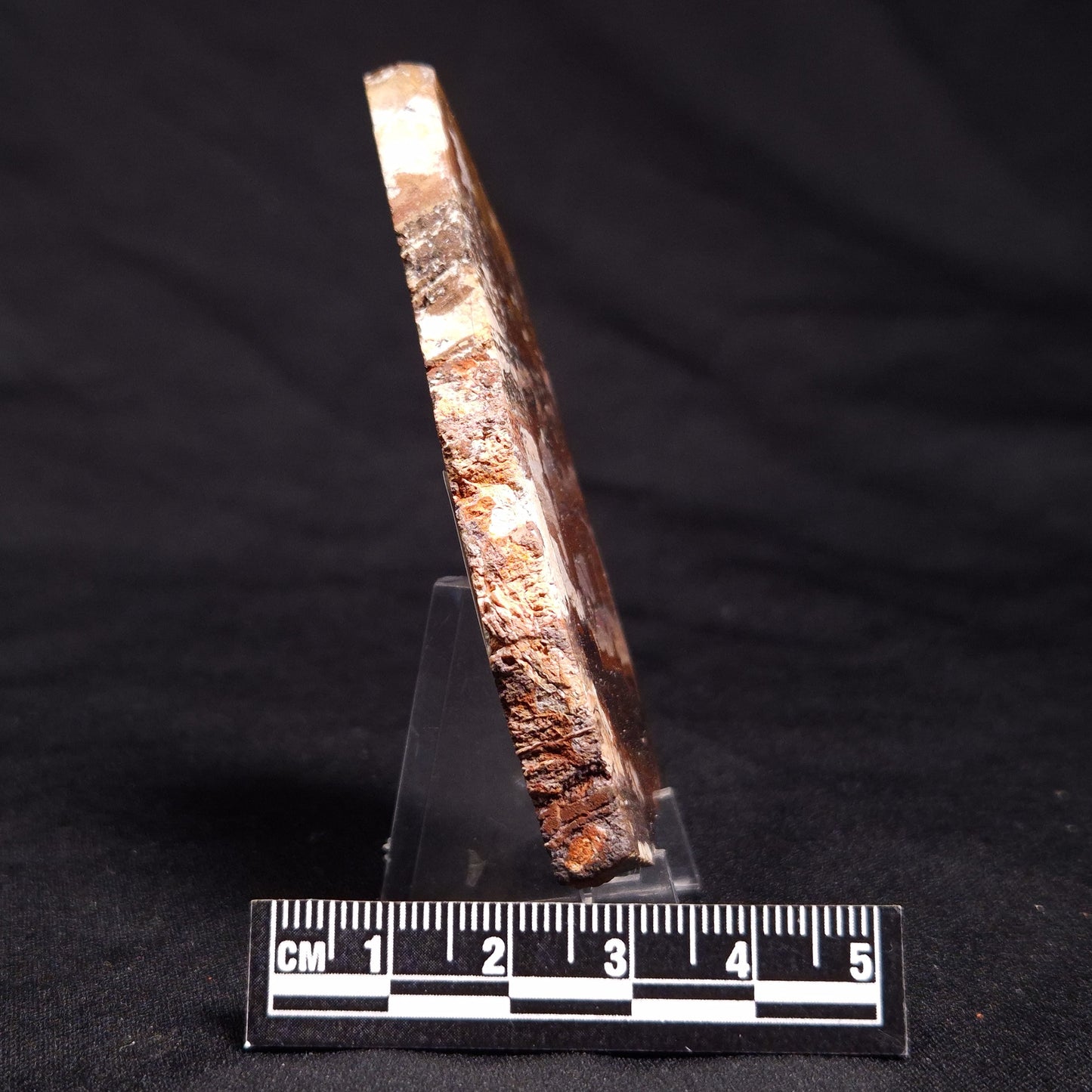 STROMATOLITE, Jerrinah Formation, Proterozoic, Australia ZJF046