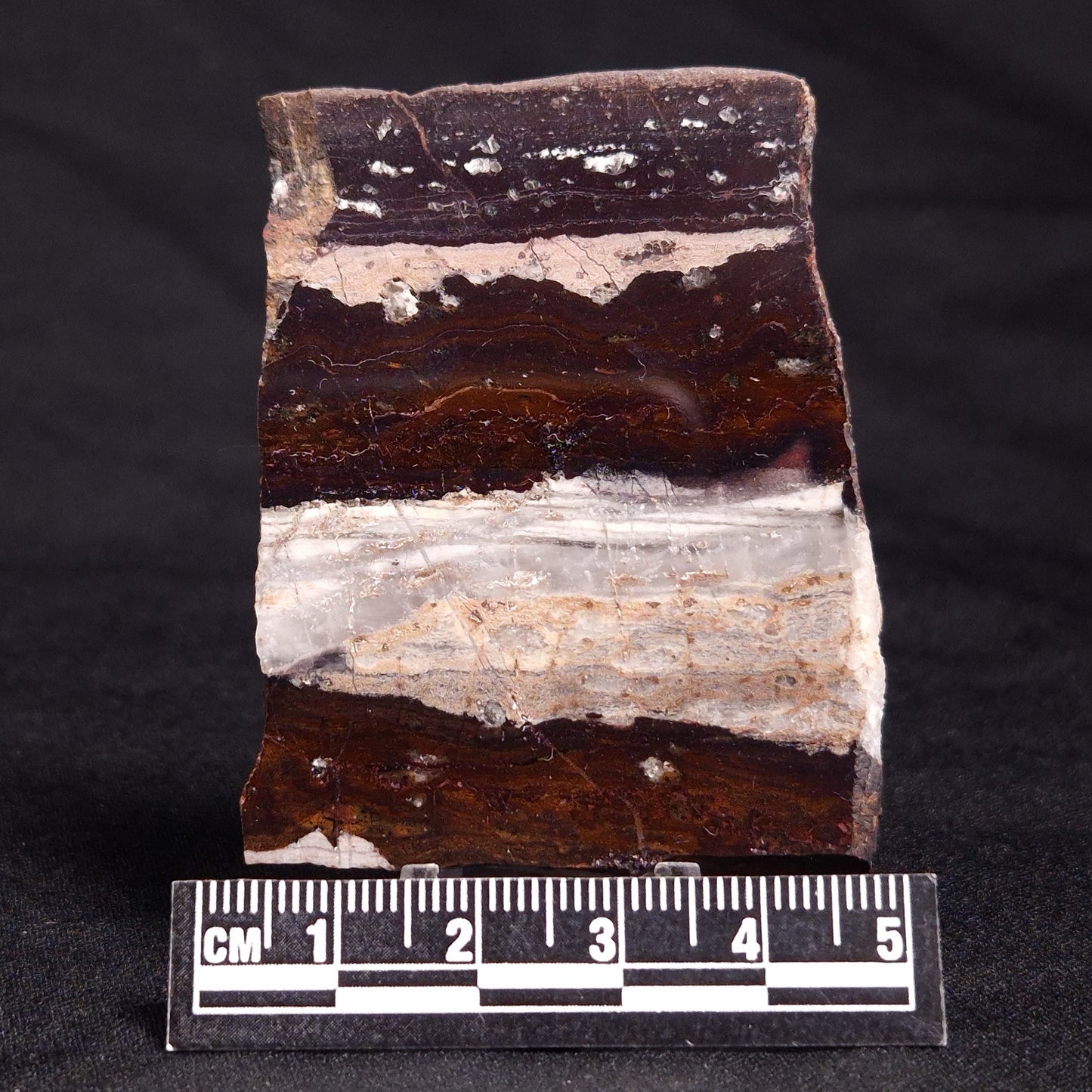 STROMATOLITE, Jerrinah Formation, Proterozoic, Australia ZJF047