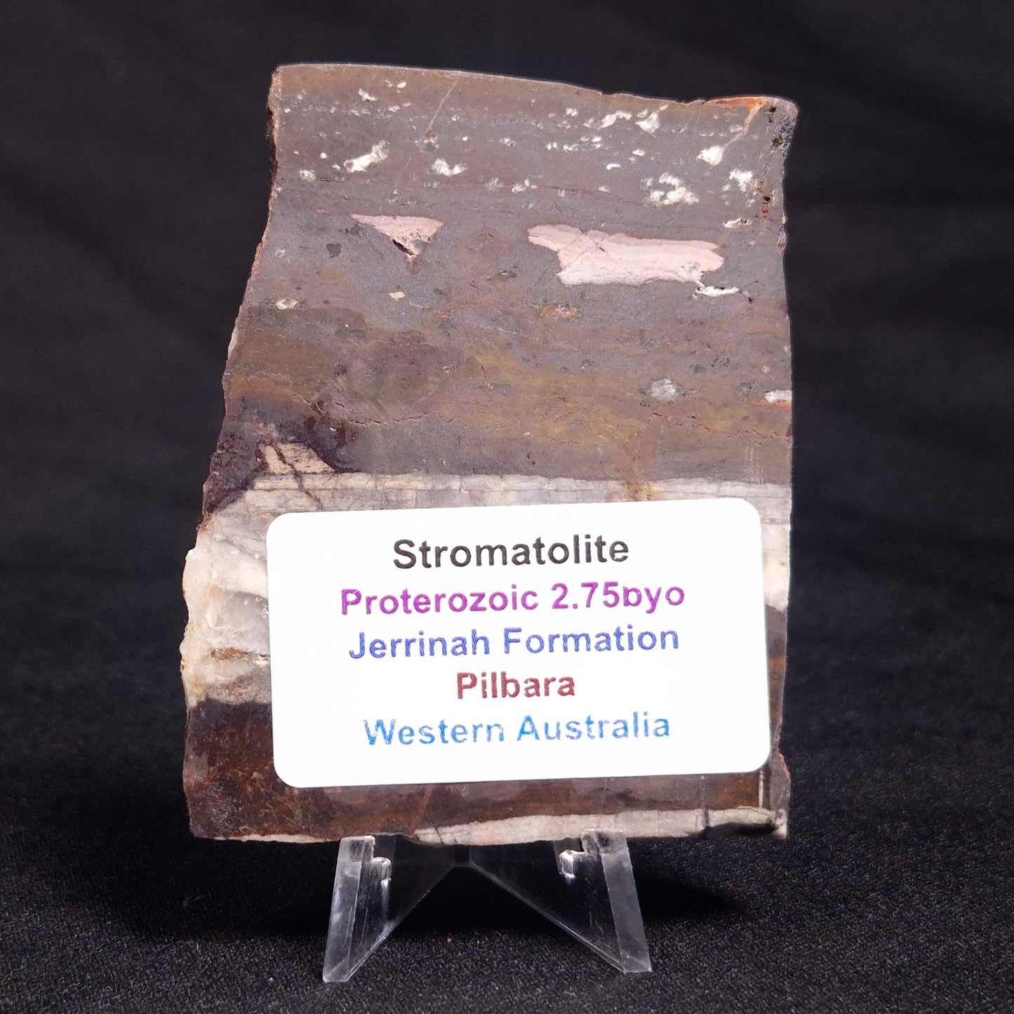 STROMATOLITE, Jerrinah Formation, Proterozoic, Australia ZJF047