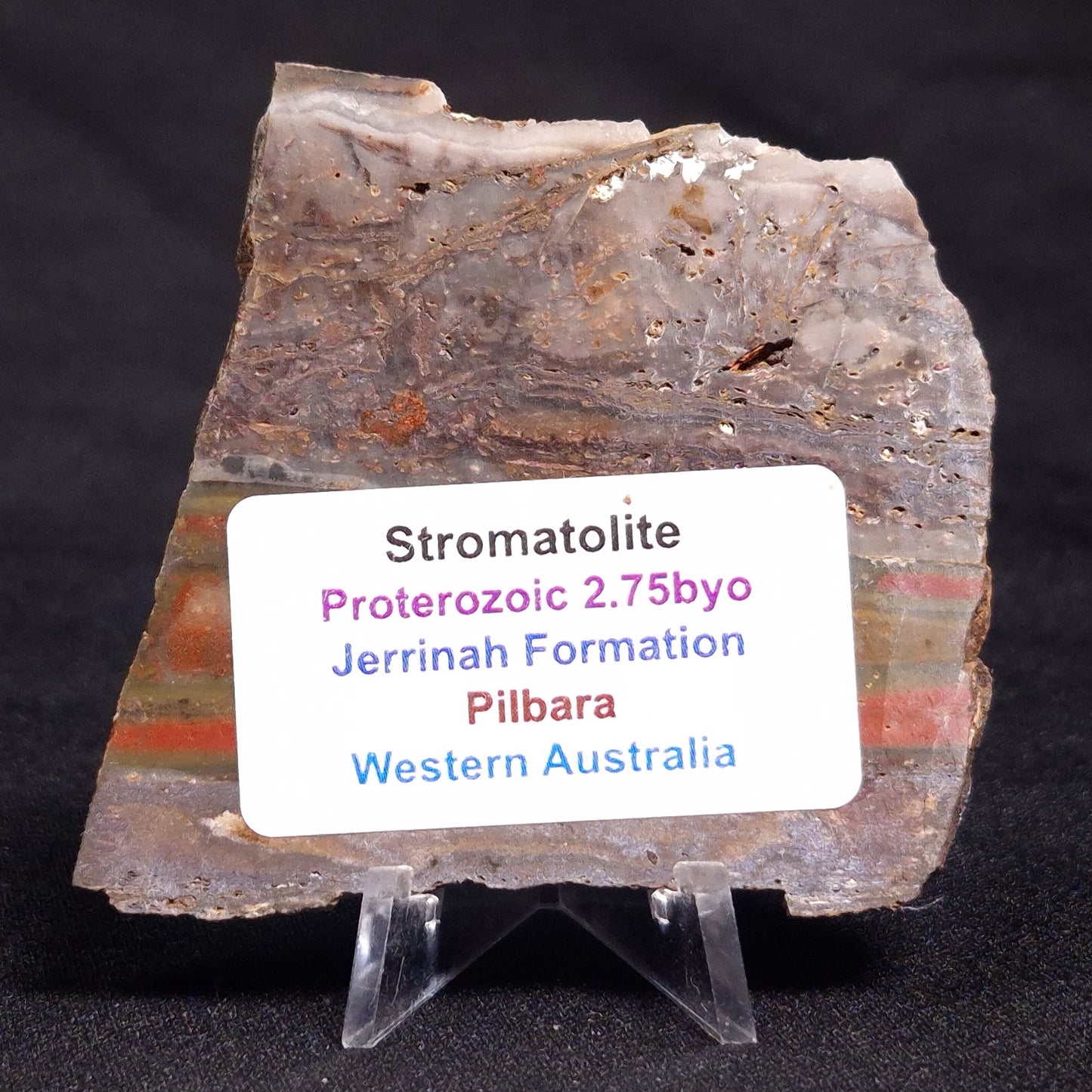 STROMATOLITE, Jerrinah Formation, Proterozoic, Australia ZJF048