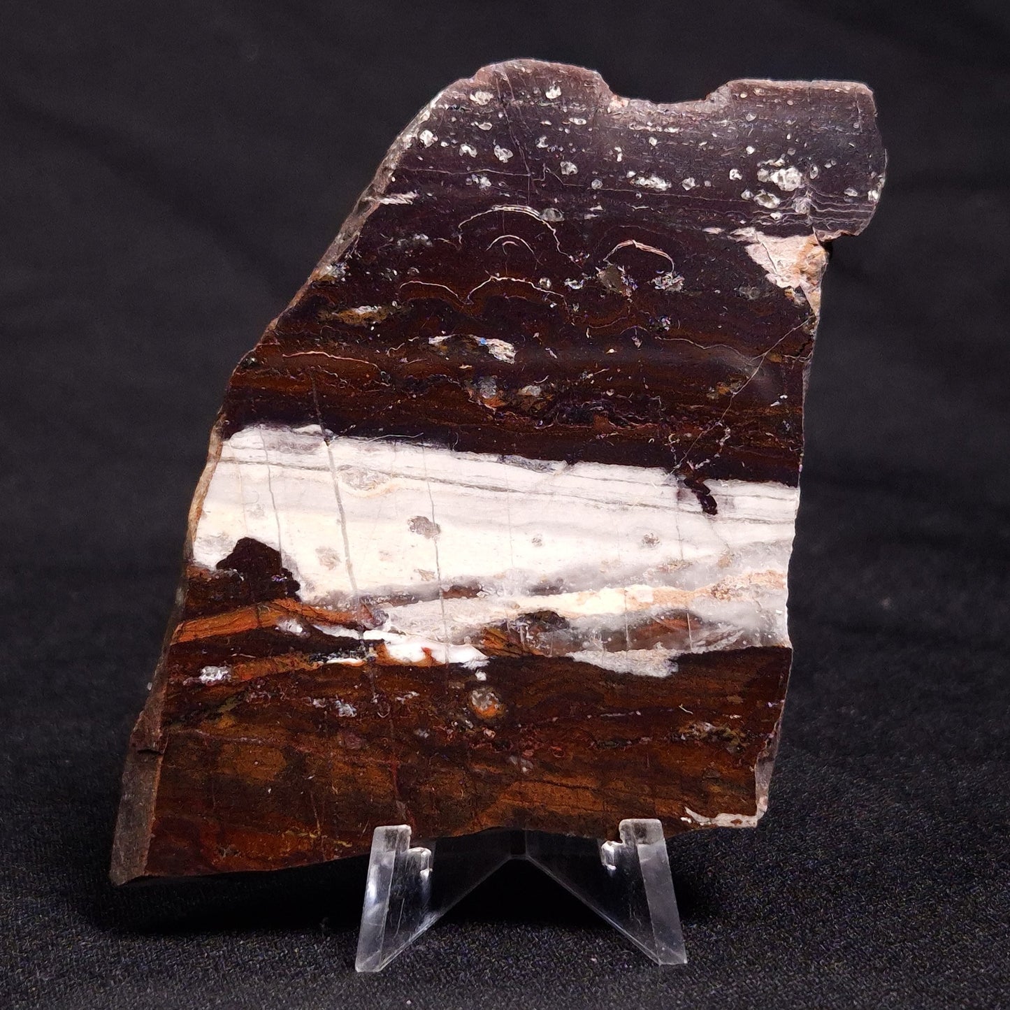 STROMATOLITE, Jerrinah Formation, Proterozoic, Australia ZJF049