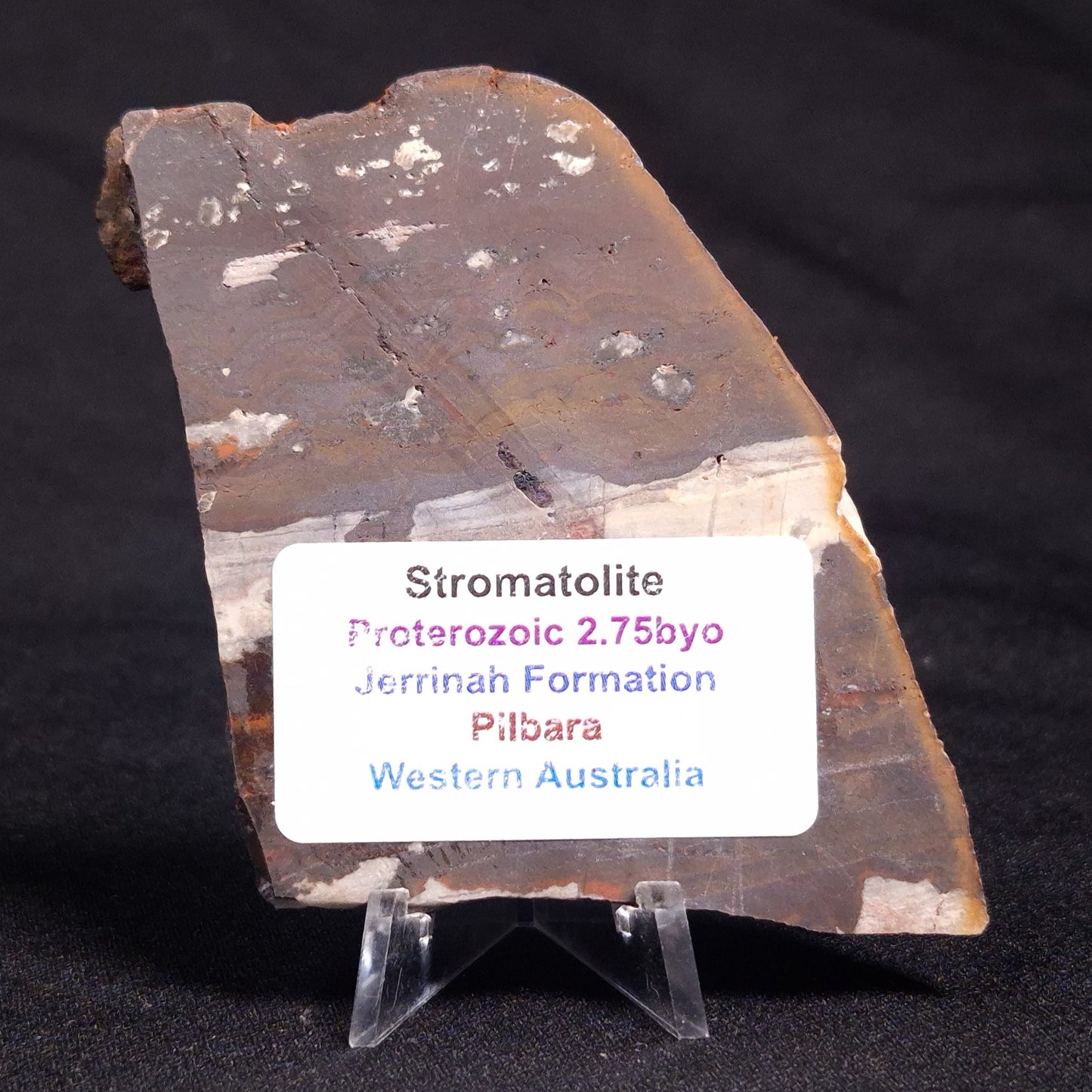 STROMATOLITE, Jerrinah Formation, Proterozoic, Australia ZJF049