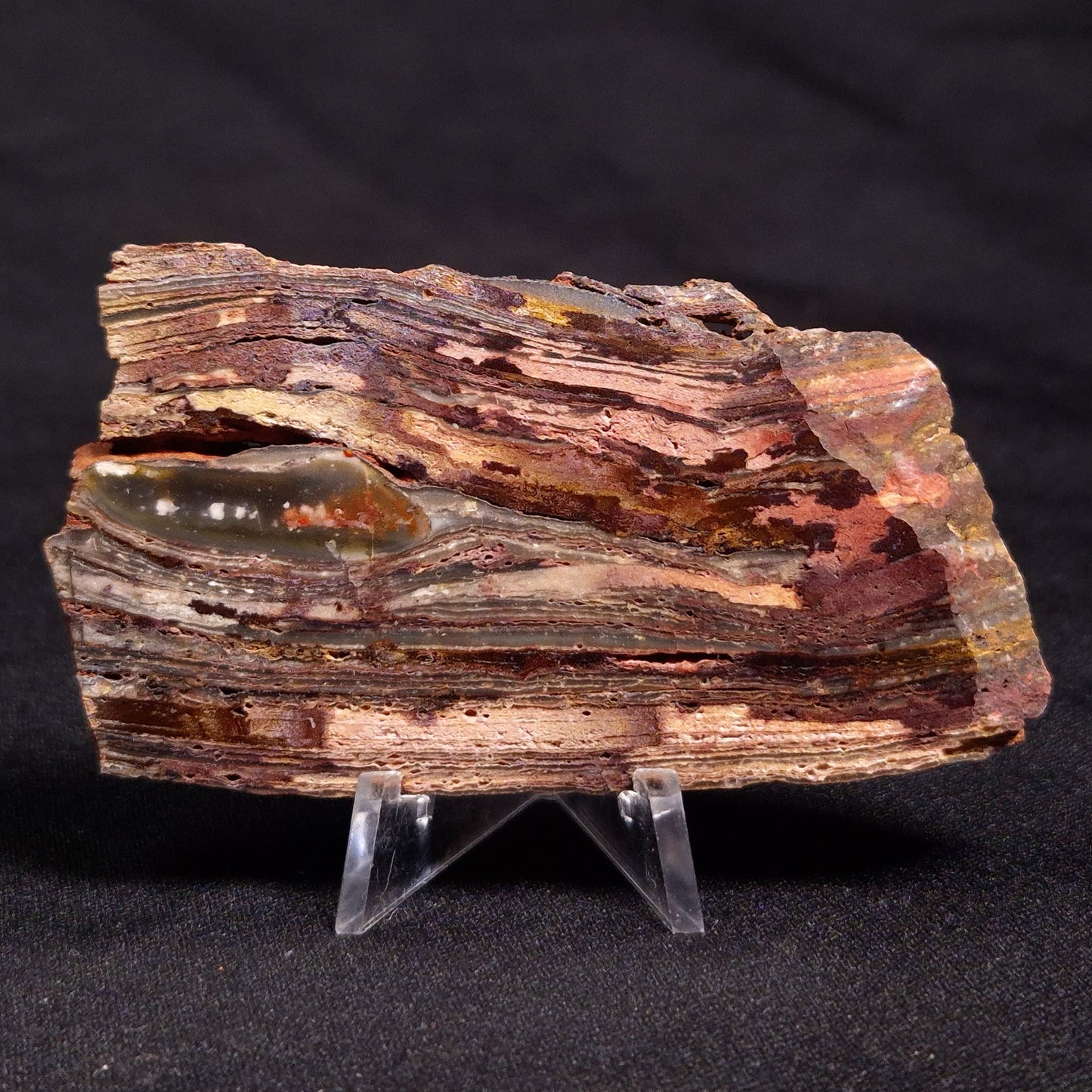 STROMATOLITE, Jerrinah Formation, Proterozoic, Australia ZJF050