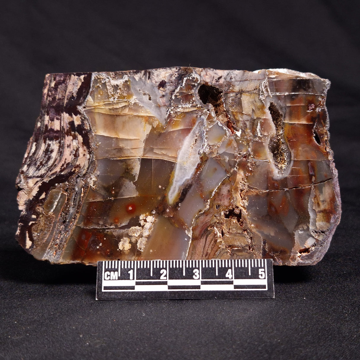 STROMATOLITE, Jerrinah Formation, Proterozoic, Australia ZJF051