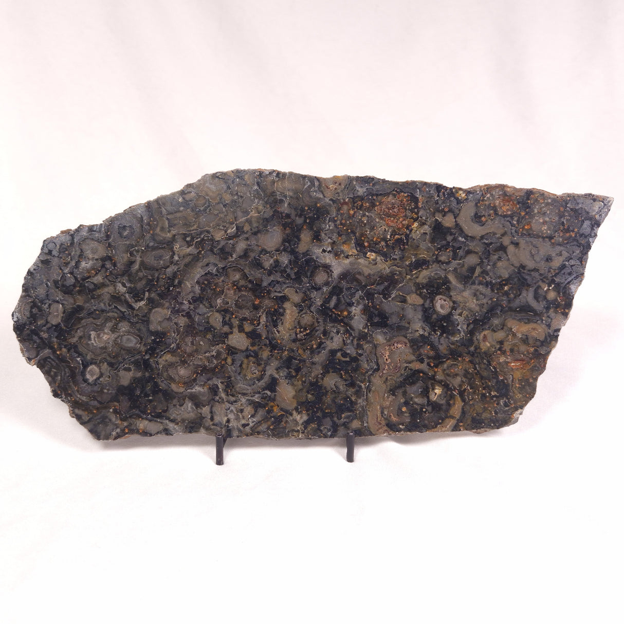 ALCHERINGA NARRINA STROMATOLITE, Late Archean, Australia ZAN009