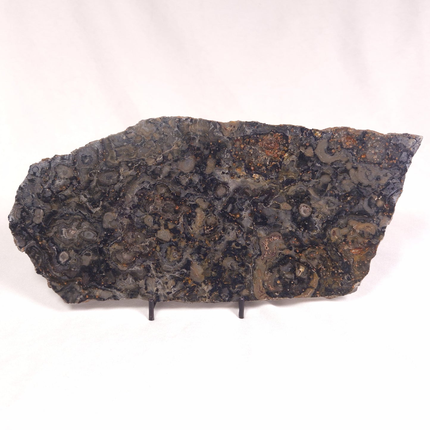 ALCHERINGA NARRINA STROMATOLITE, Late Archean, Australia ZAN009