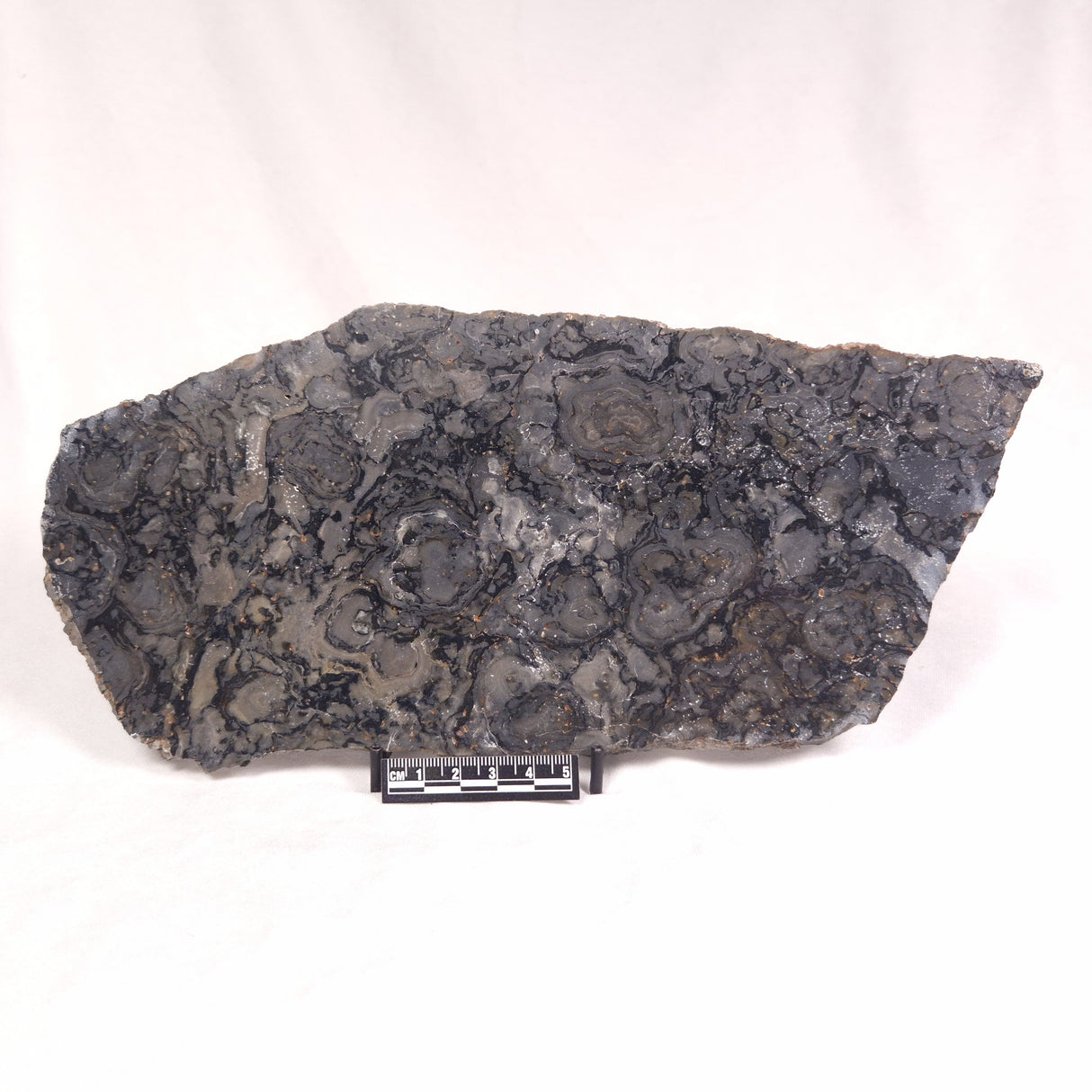 ALCHERINGA NARRINA STROMATOLITE, Late Archean, Australia ZAN010