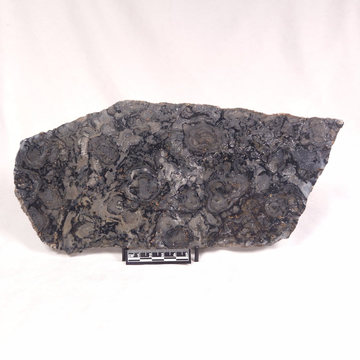 ALCHERINGA NARRINA STROMATOLITE, Late Archean, Australia ZAN010