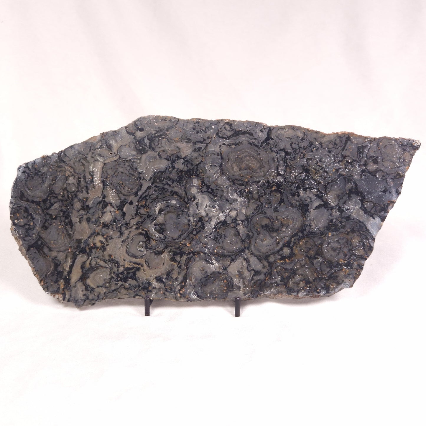 ALCHERINGA NARRINA STROMATOLITE, Late Archean, Australia ZAN010