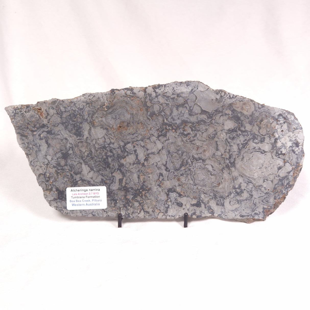 ALCHERINGA NARRINA STROMATOLITE, Late Archean, Australia ZAN010