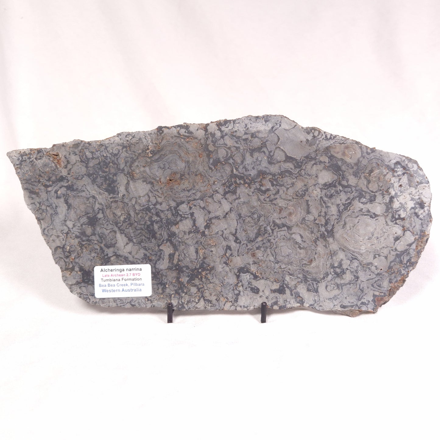 ALCHERINGA NARRINA STROMATOLITE, Late Archean, Australia ZAN010